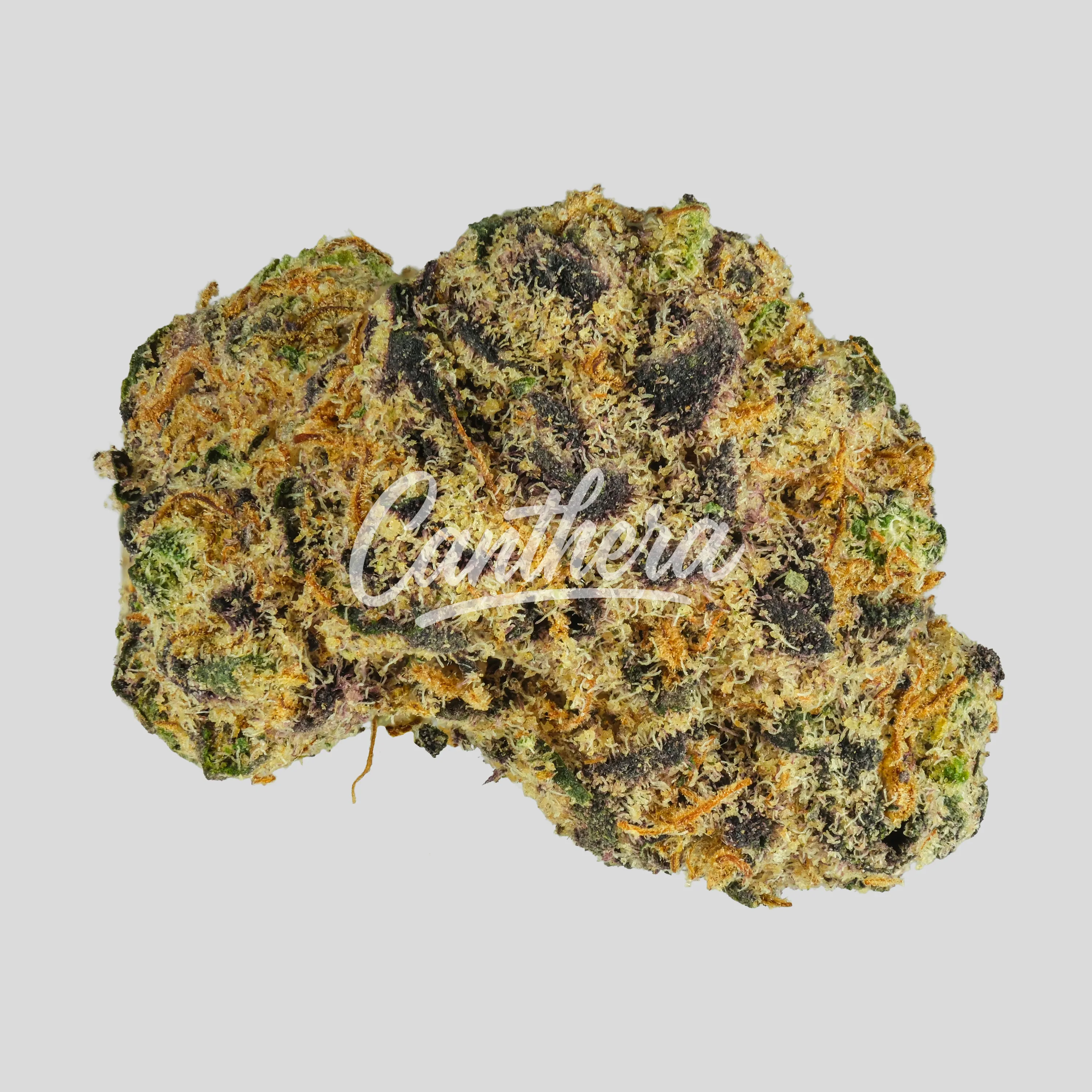 Buuo 26/1 RADIA - Rainbow Lava Popstars Buuo 26/1 RADIA - Rainbow Lava Popstars