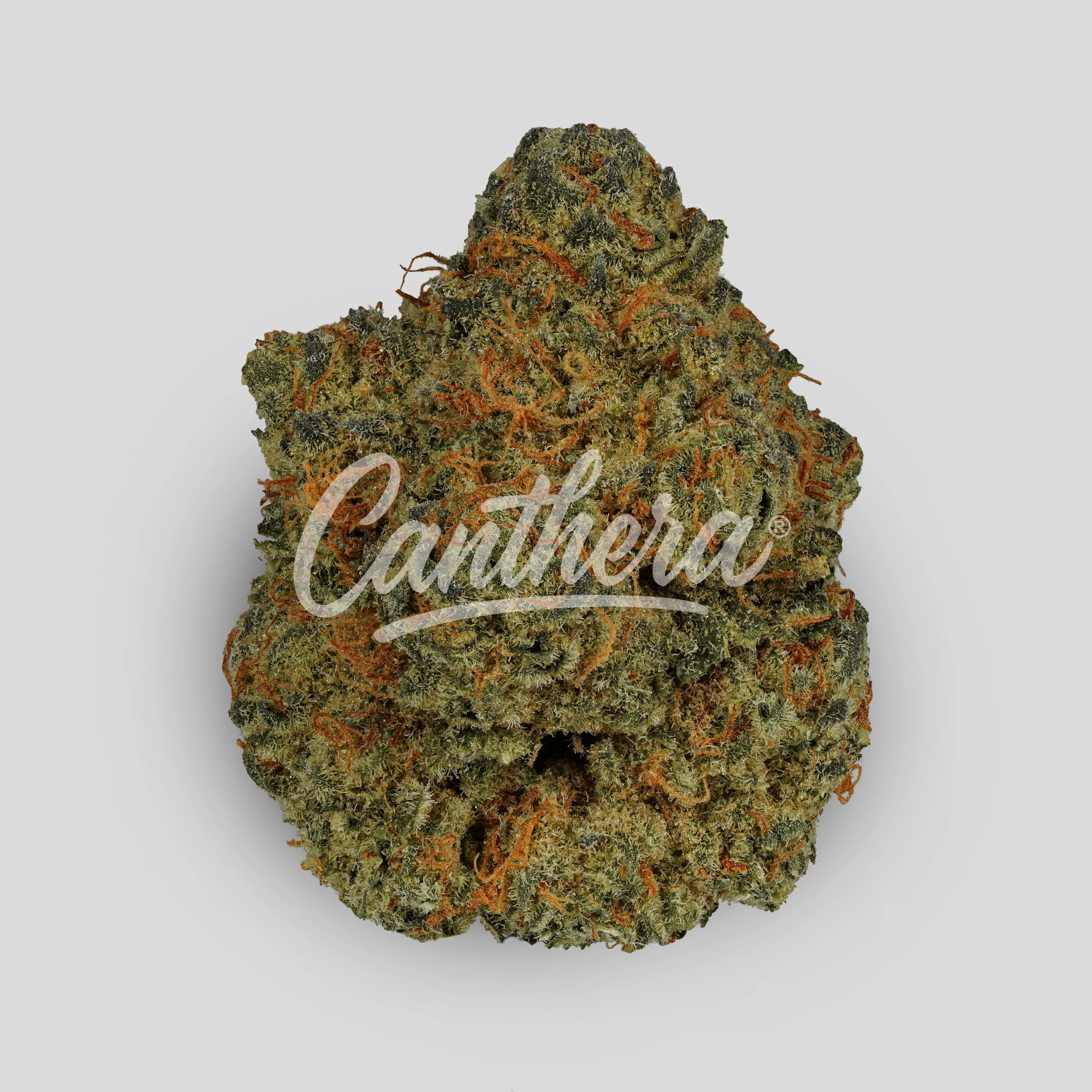 Oya BNK 30/1 - Banana Kush