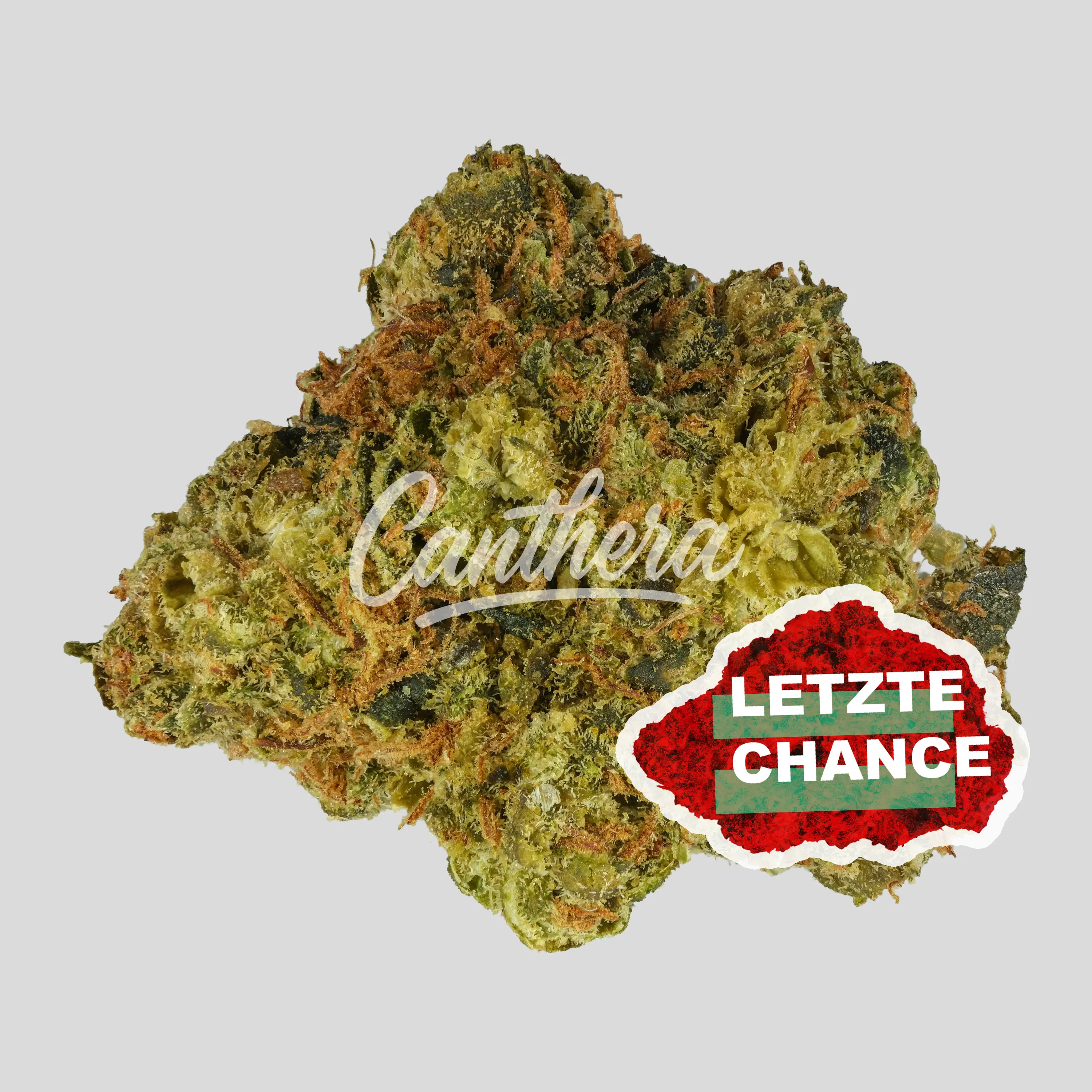 Canopy AKH 24/1 - Afghan Kush