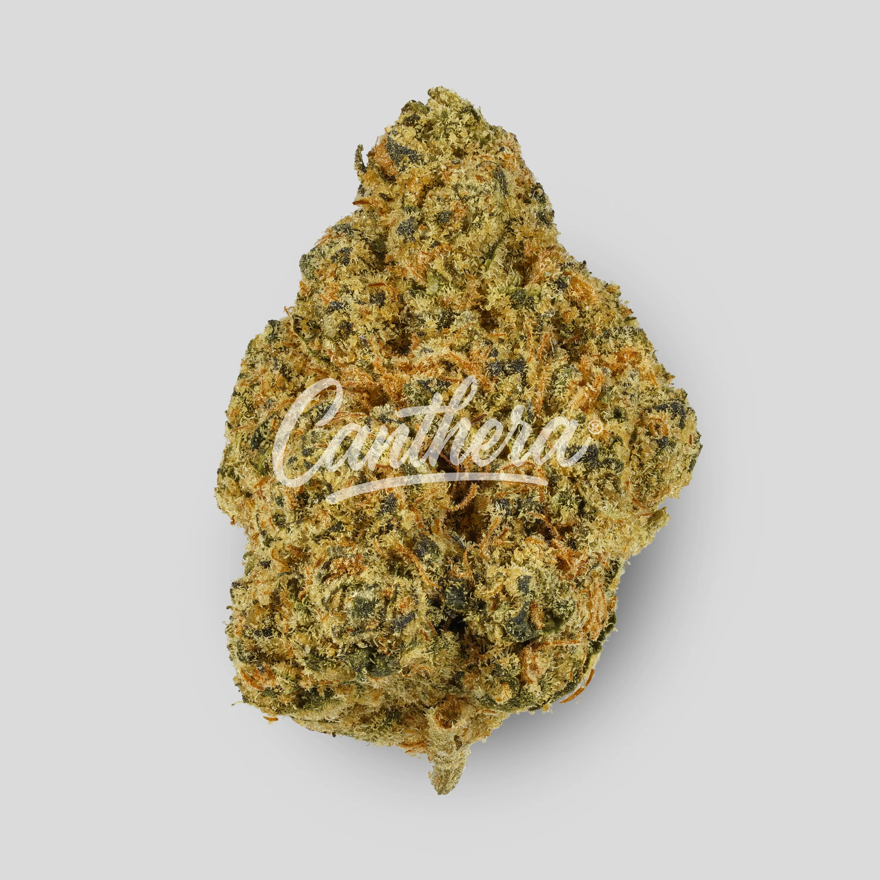 enua 30/1 RFL CA - Royal Frosted Lemon enua 30/1 RFL CA - Royal Frosted Lemon