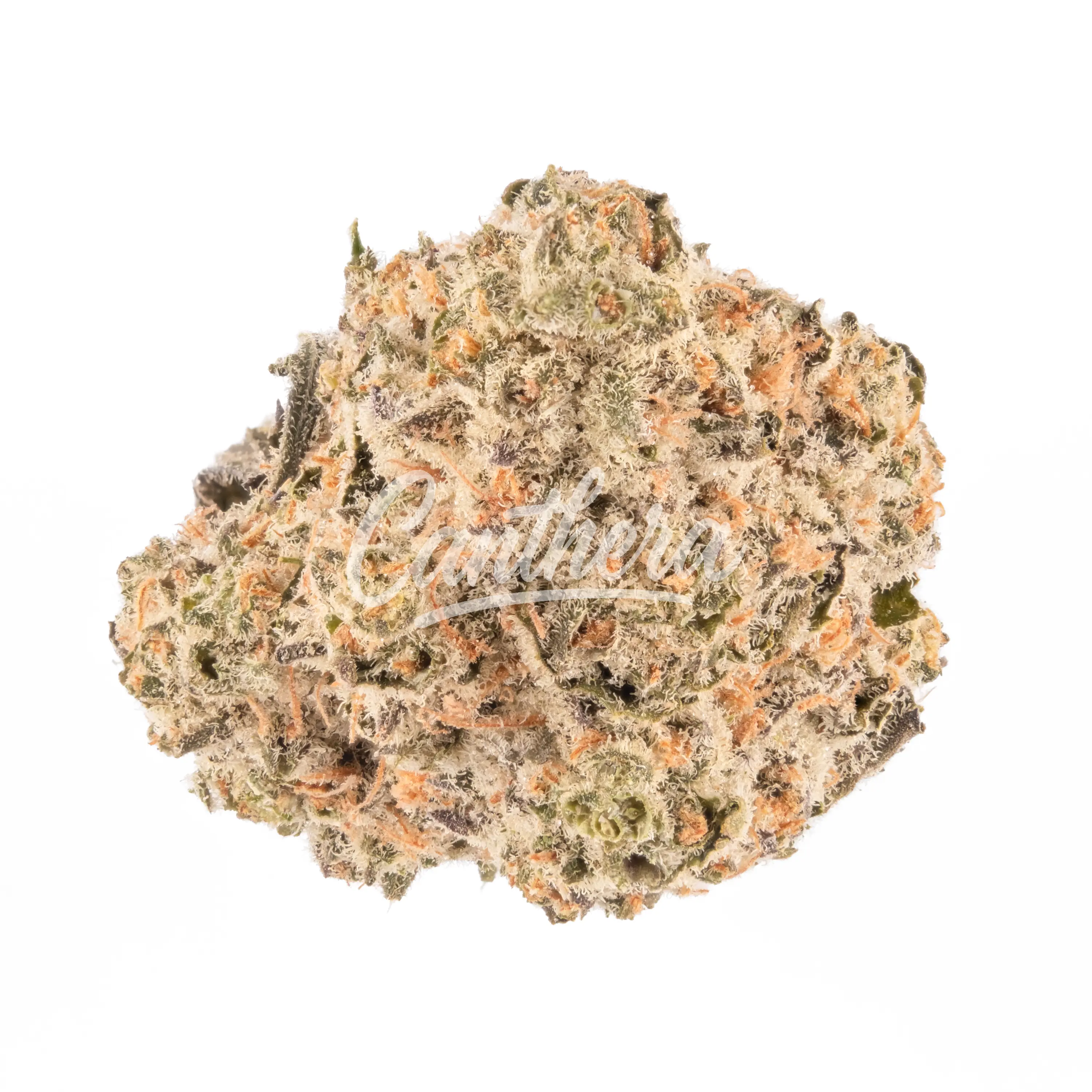 enua 20/1 BA CA - Busy Animal