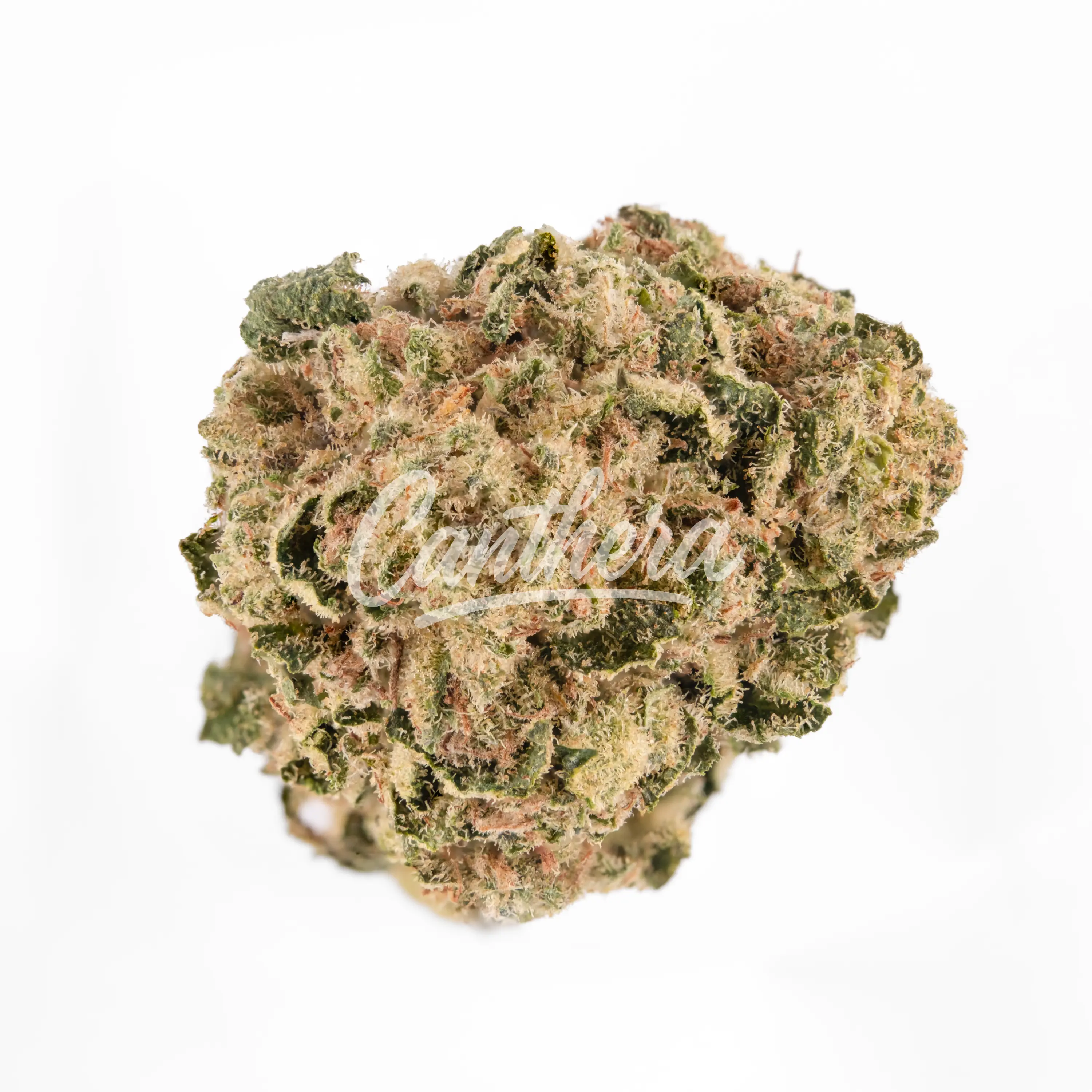 Demecan HS Light Drop Rainbow Dawg