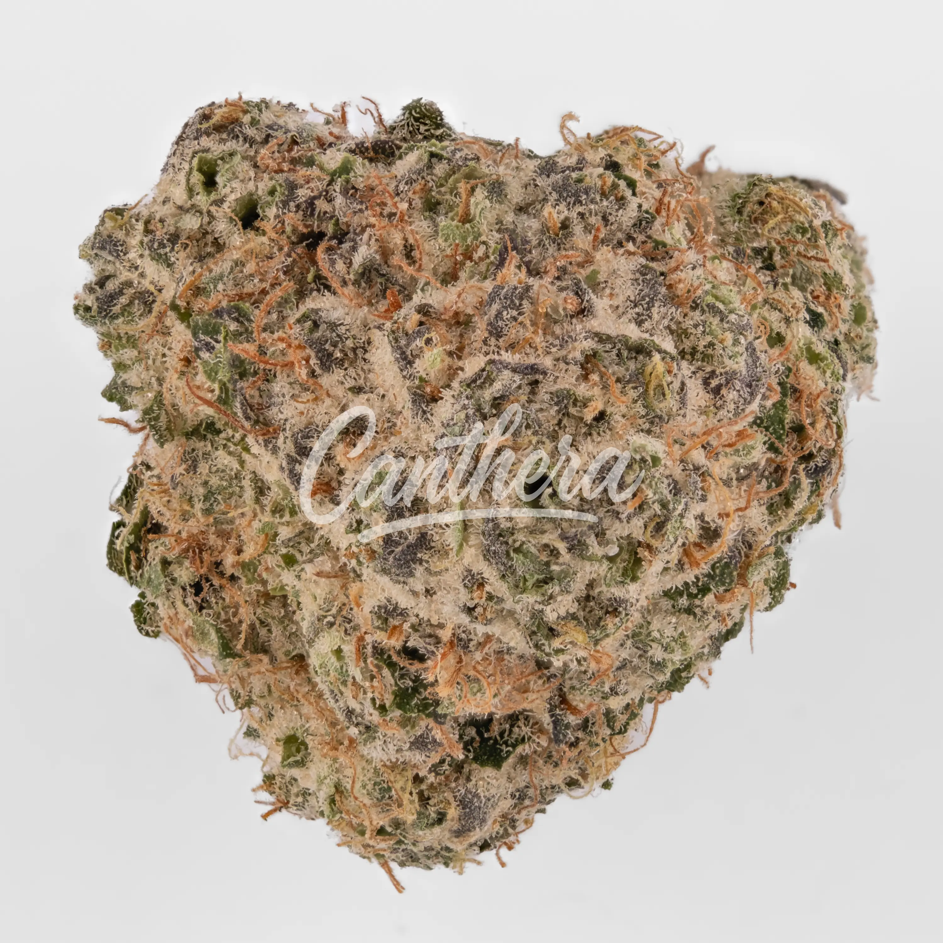 avaay Signature 31/1 OGC - Ocean Grown Cookies Nahaufnahme einer medizinischen Cannabisblüte