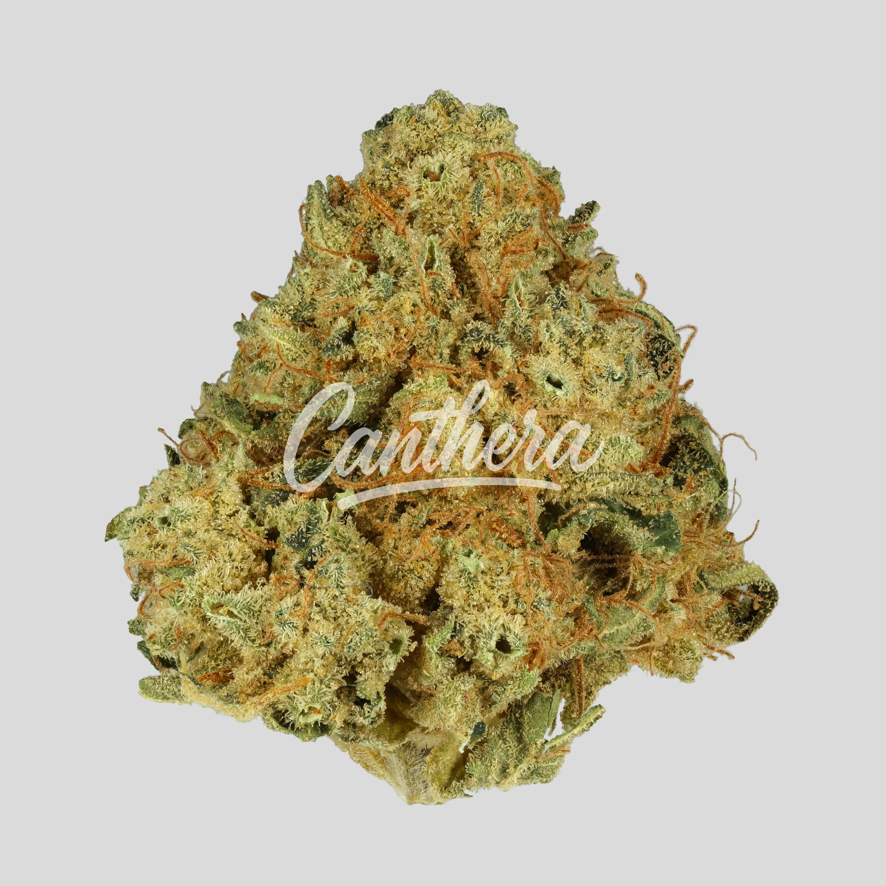 Cannamedical Hybrid classic DK - Ghost Train Haze