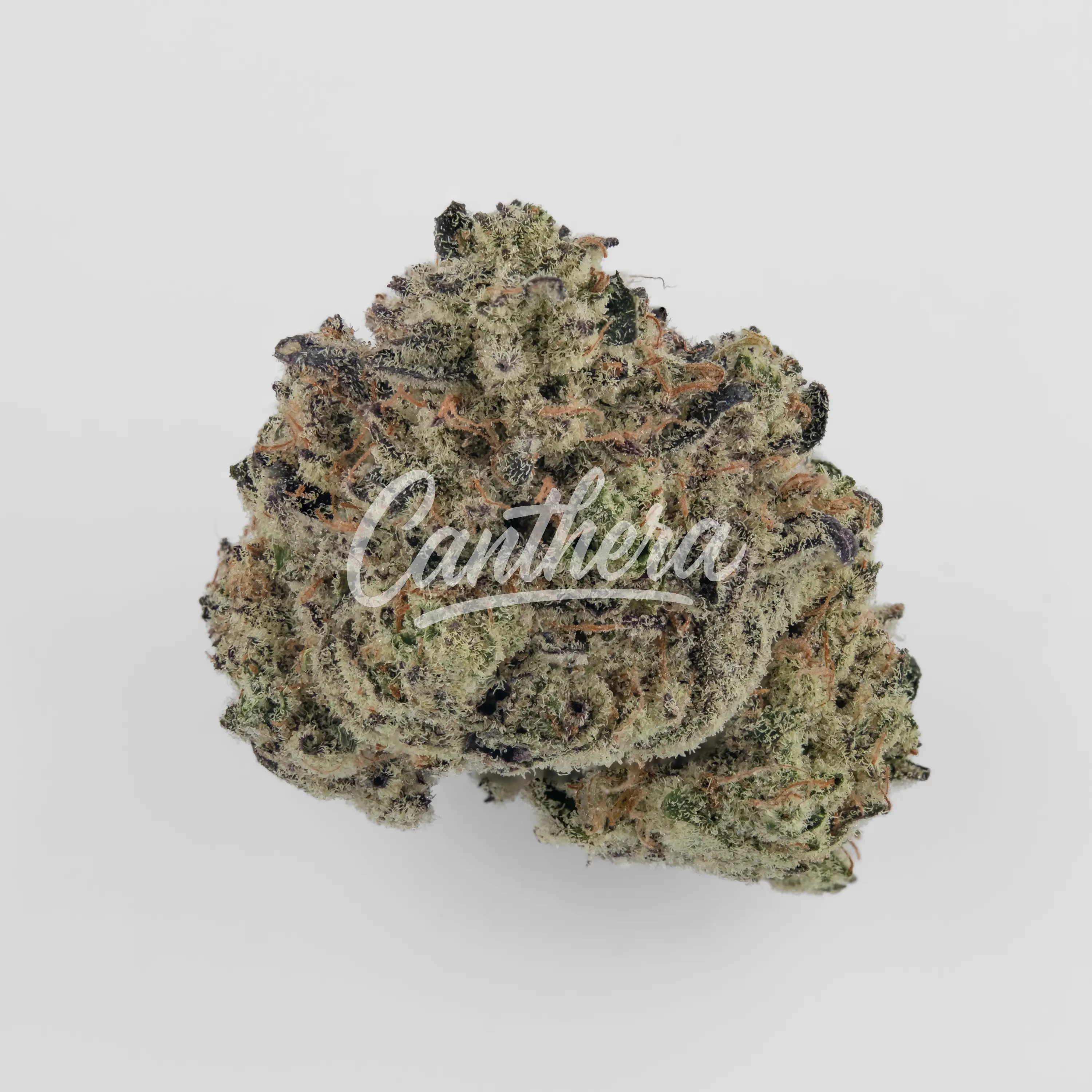 BOTANICS Purple Cream 22/1 - Purple Ice Water Nahaufnahme einer medizinischen Cannabisblüte