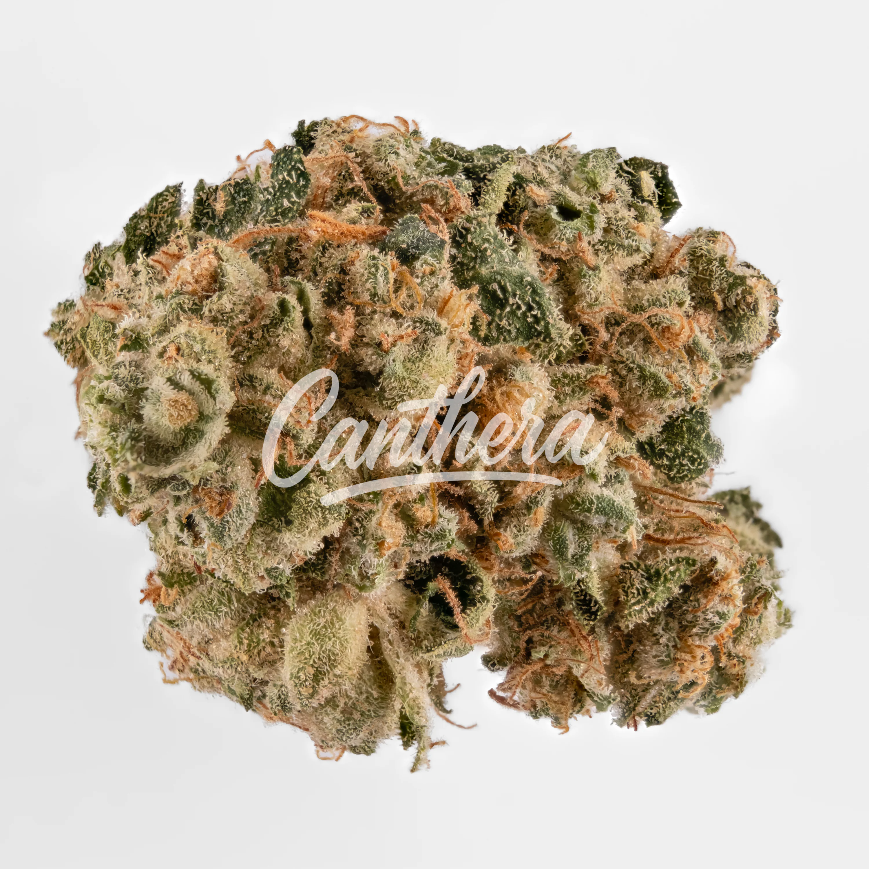 420 Evolution 27/1 CA FRG Frosted Gumbo 420 Evolution 27/1 CA FRG Frosted Gumbo