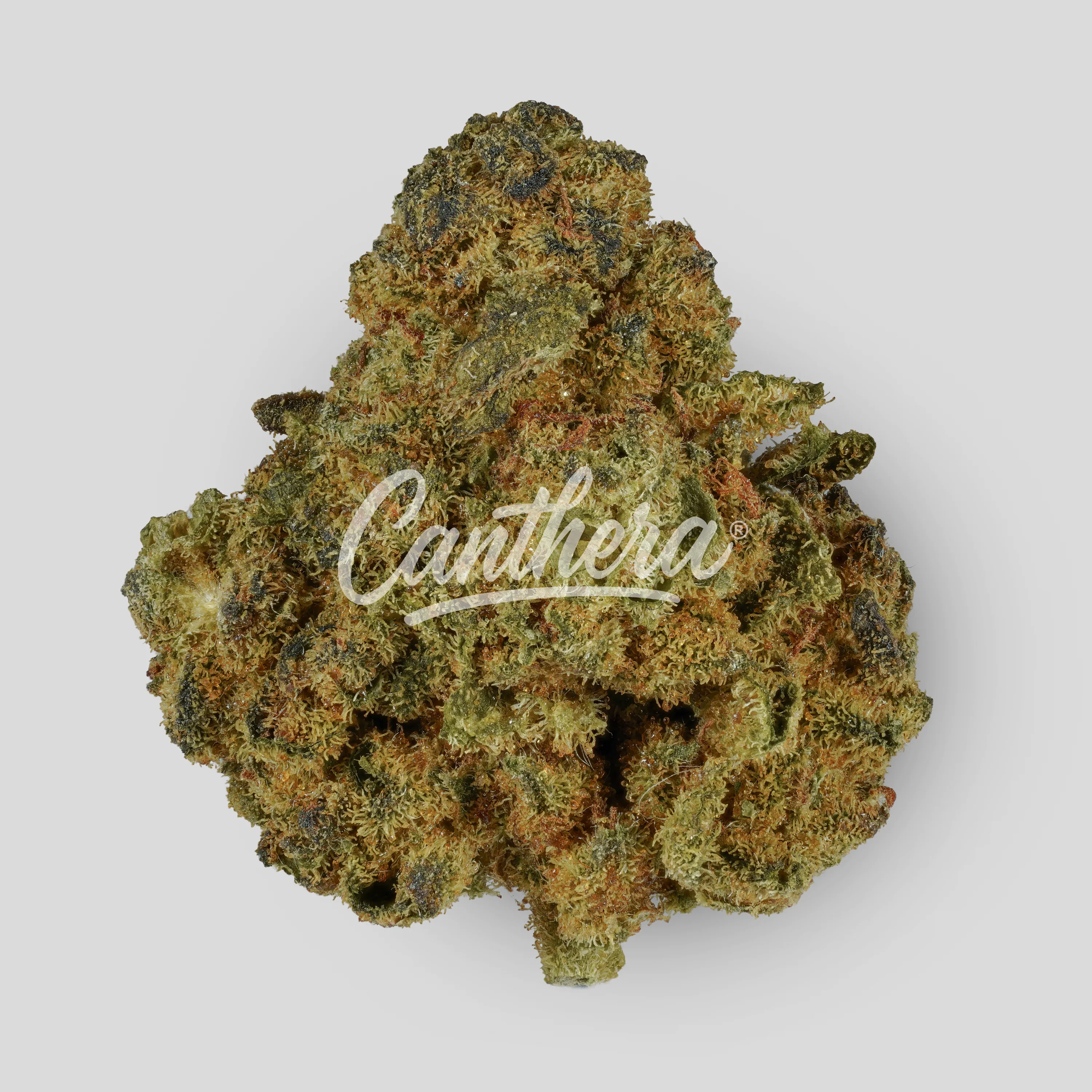 Bud-Jet 21/1 SUS - Sunset Sherbet