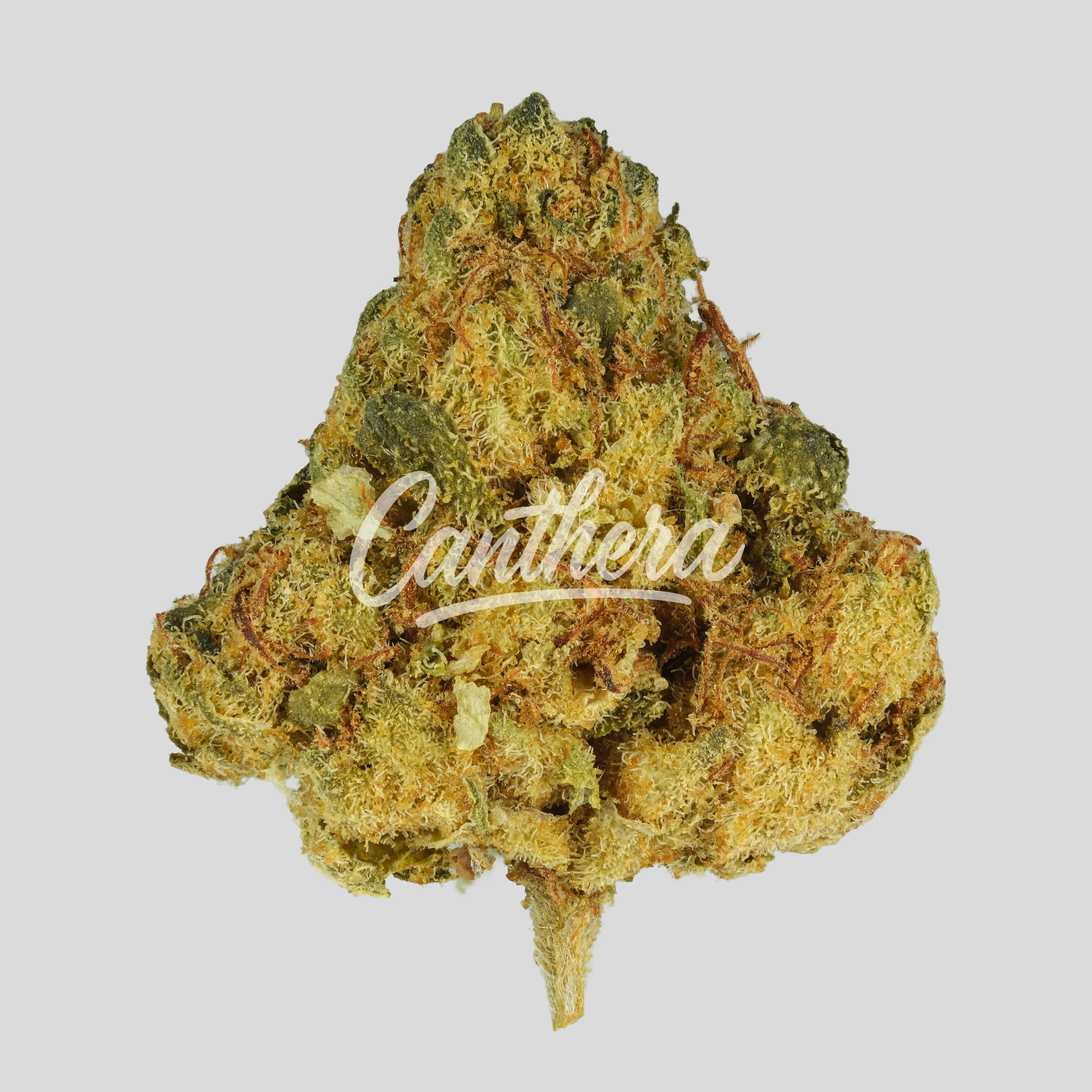 Big Dreams 21/1 PSF T20 - T-20