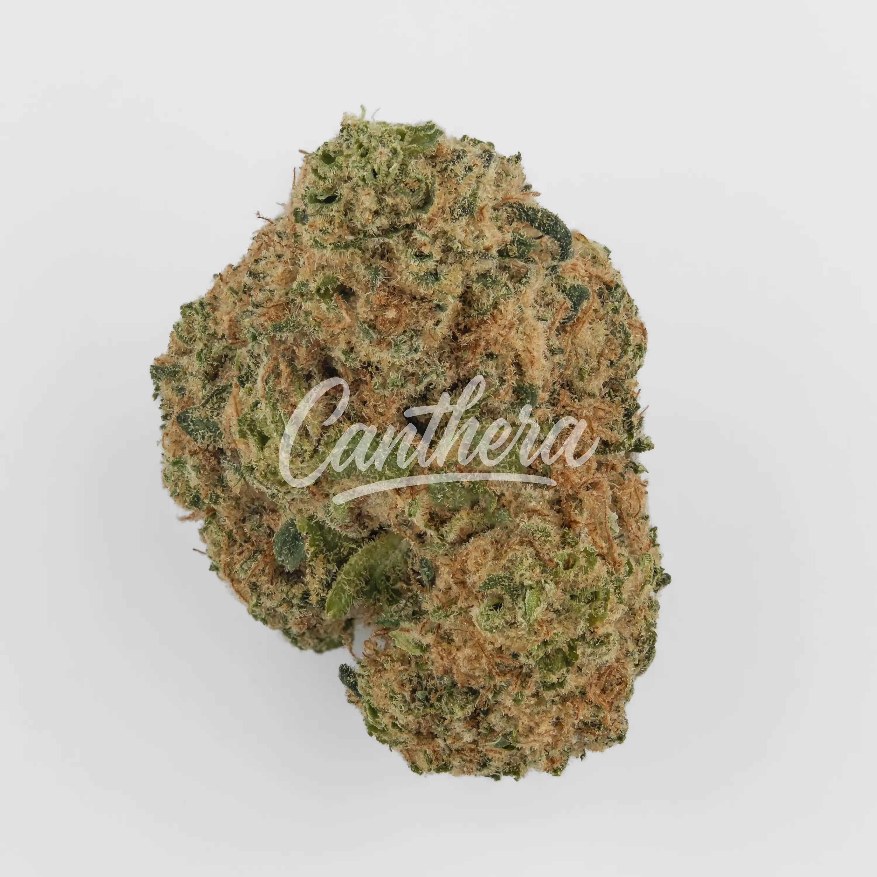 Nahaufnahme einer medizinischen Cannabisblüte