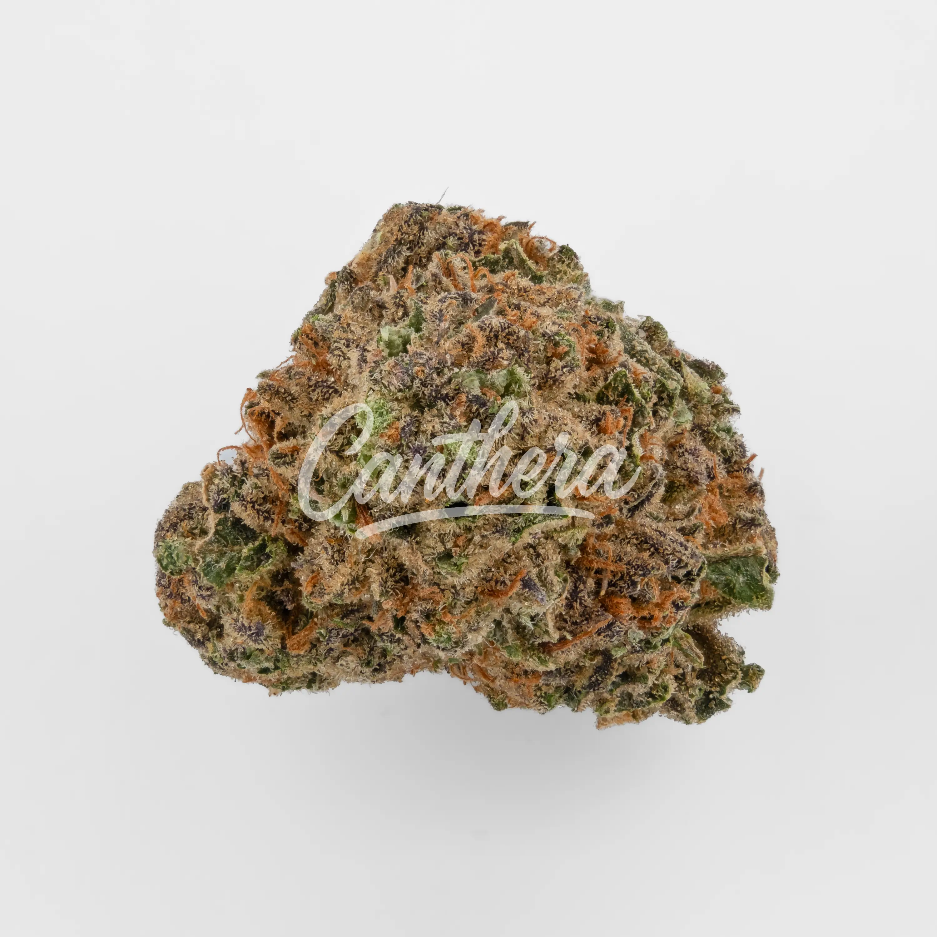 Cannamedical Indica forte MA - Crazy Runtz Nahaufnahme einer medizinischen Cannabisblüte