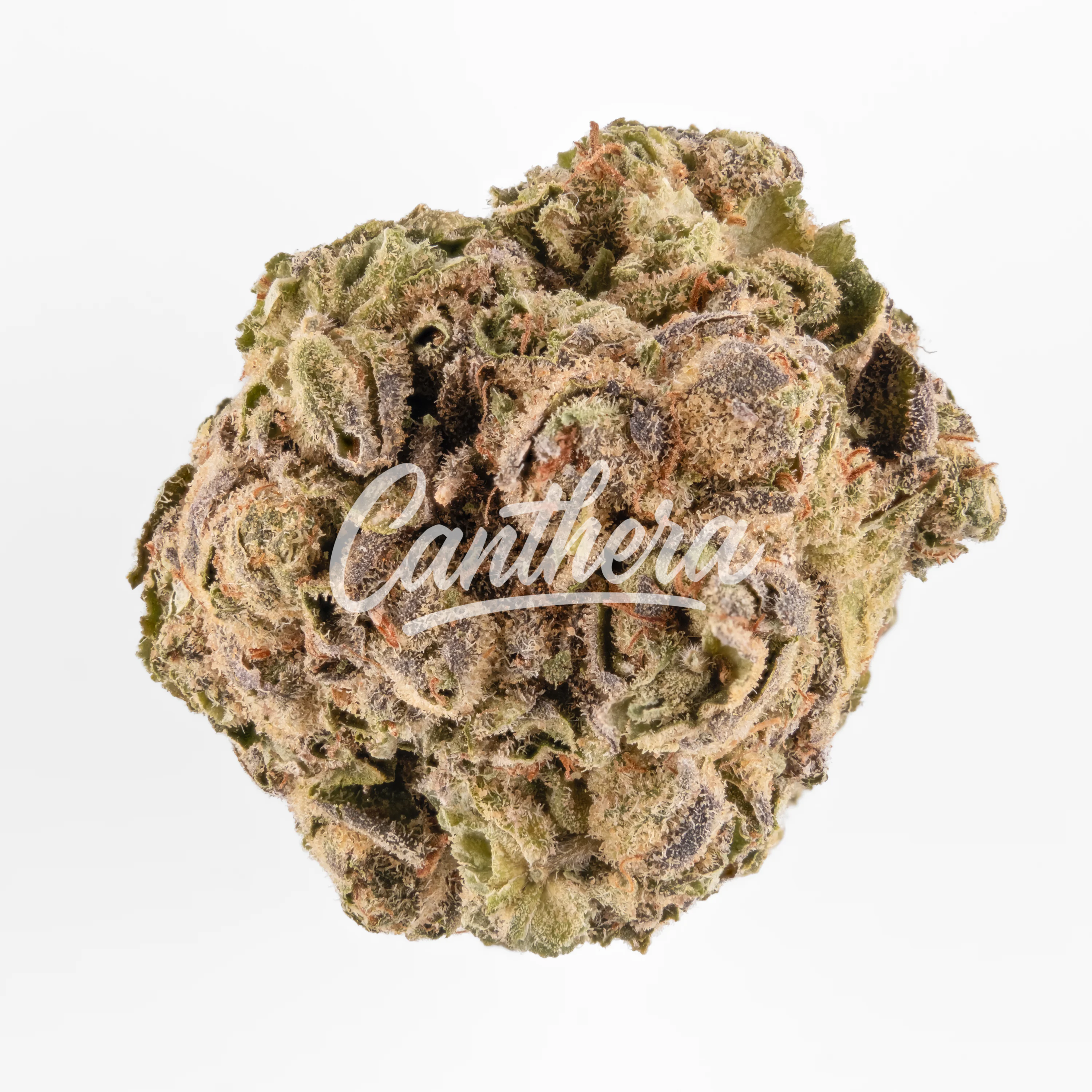 Bava med 21/1 - Lemon Skunk Bava med 21/1 - Lemon Skunk