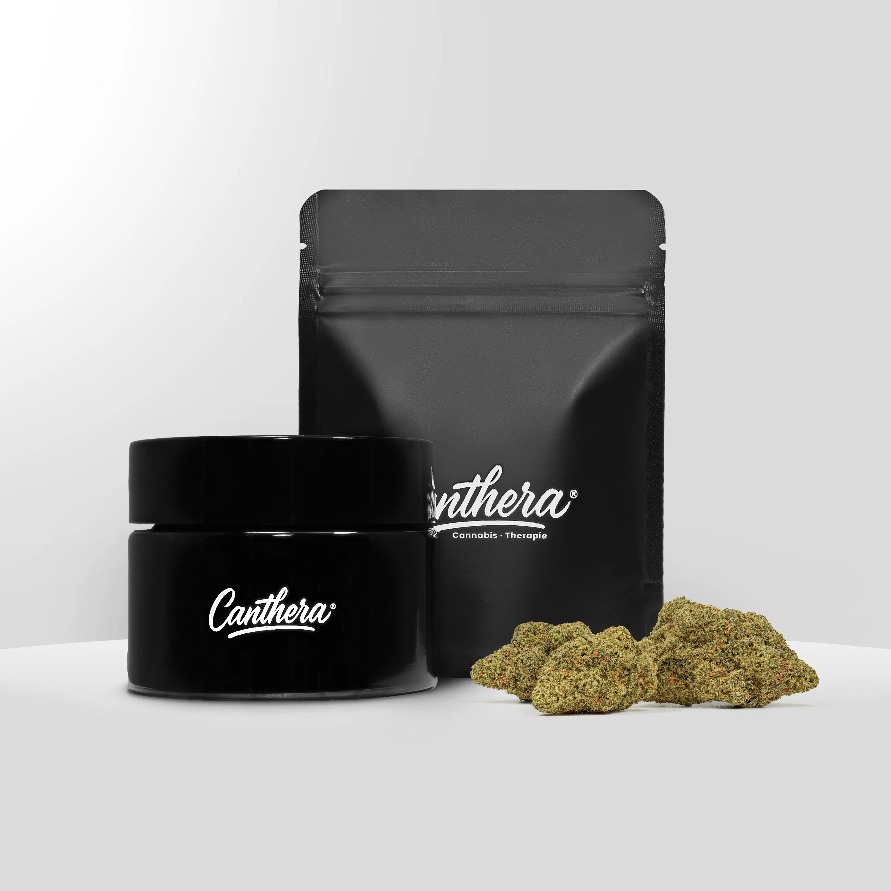 Amici 33/1 STD - Stardawg