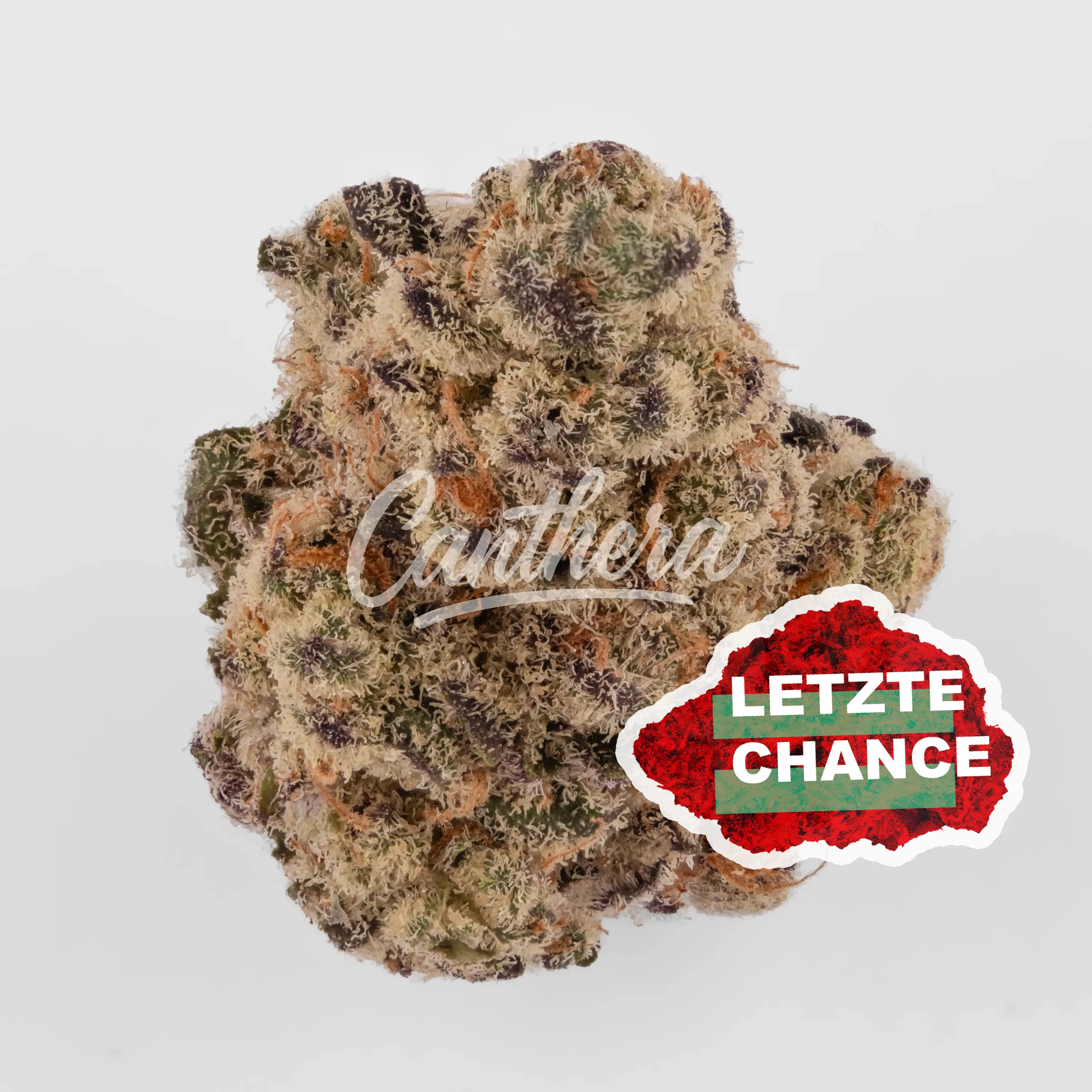 22/1 Amici BH - Blueberry Headband 22/1 Amici BH - Blueberry Headband