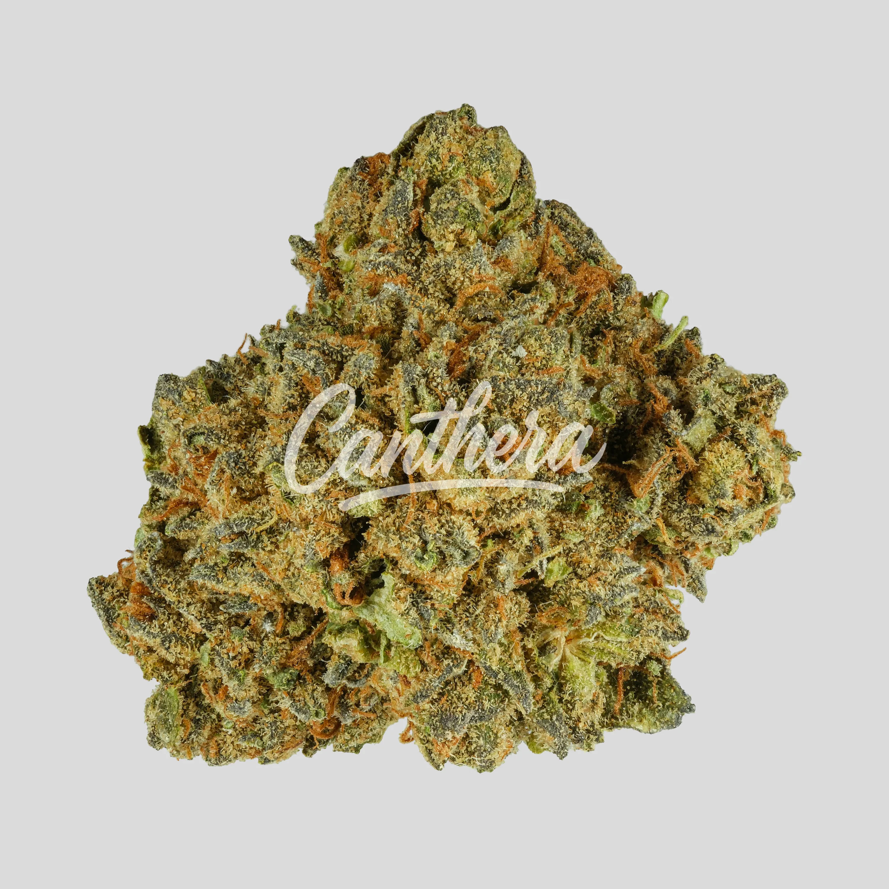 Madrecan 21/1 GB9 - Garlic Budder Madrecan 21/1 GB9 - Garlic Budder