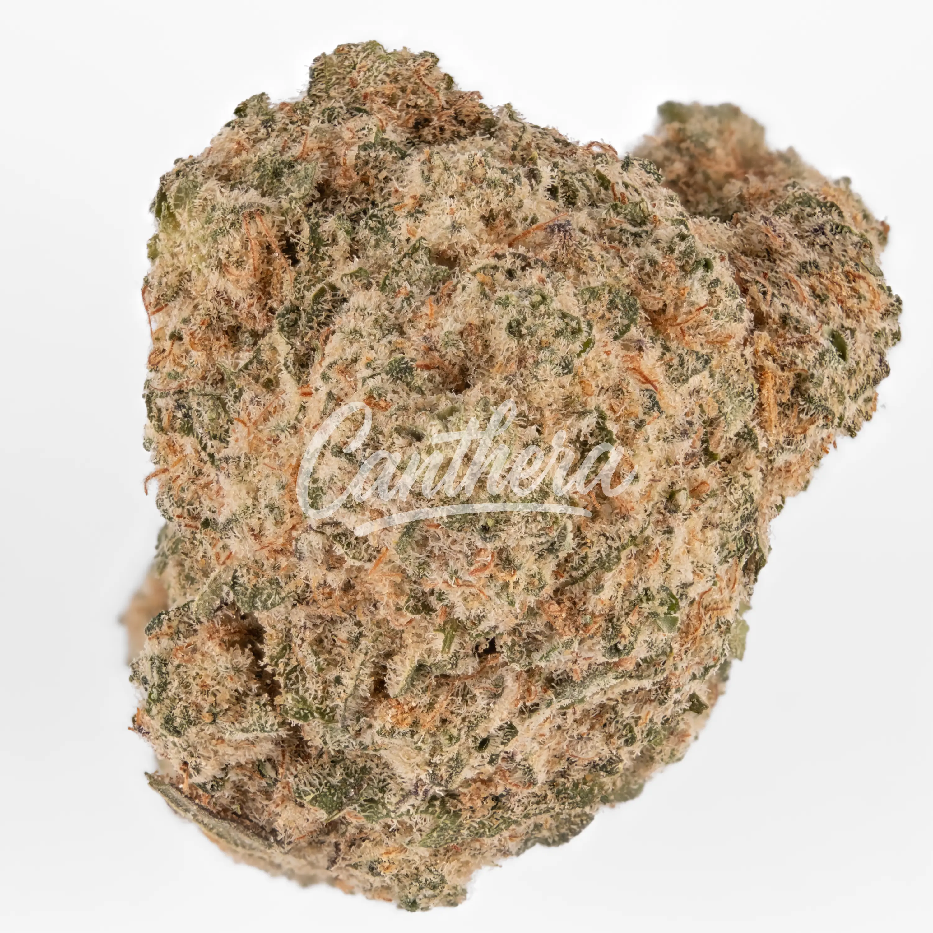 MGF Blue Monkey 26/1