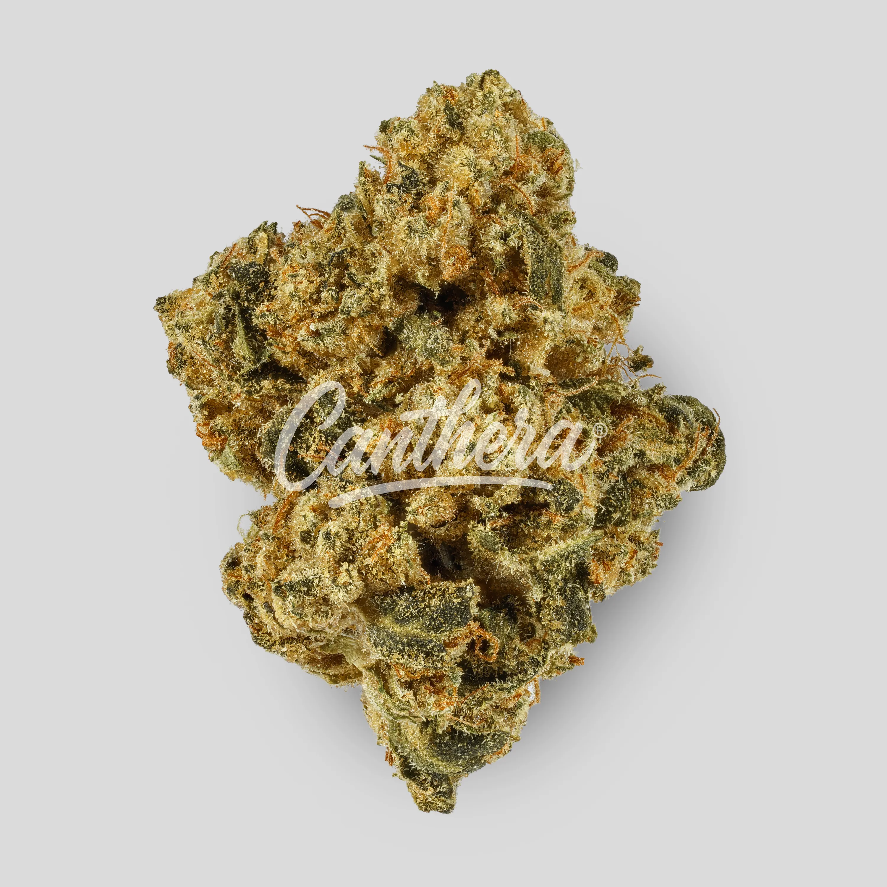 Canify Cannabis flos 25/1 CSF - Cape Venin