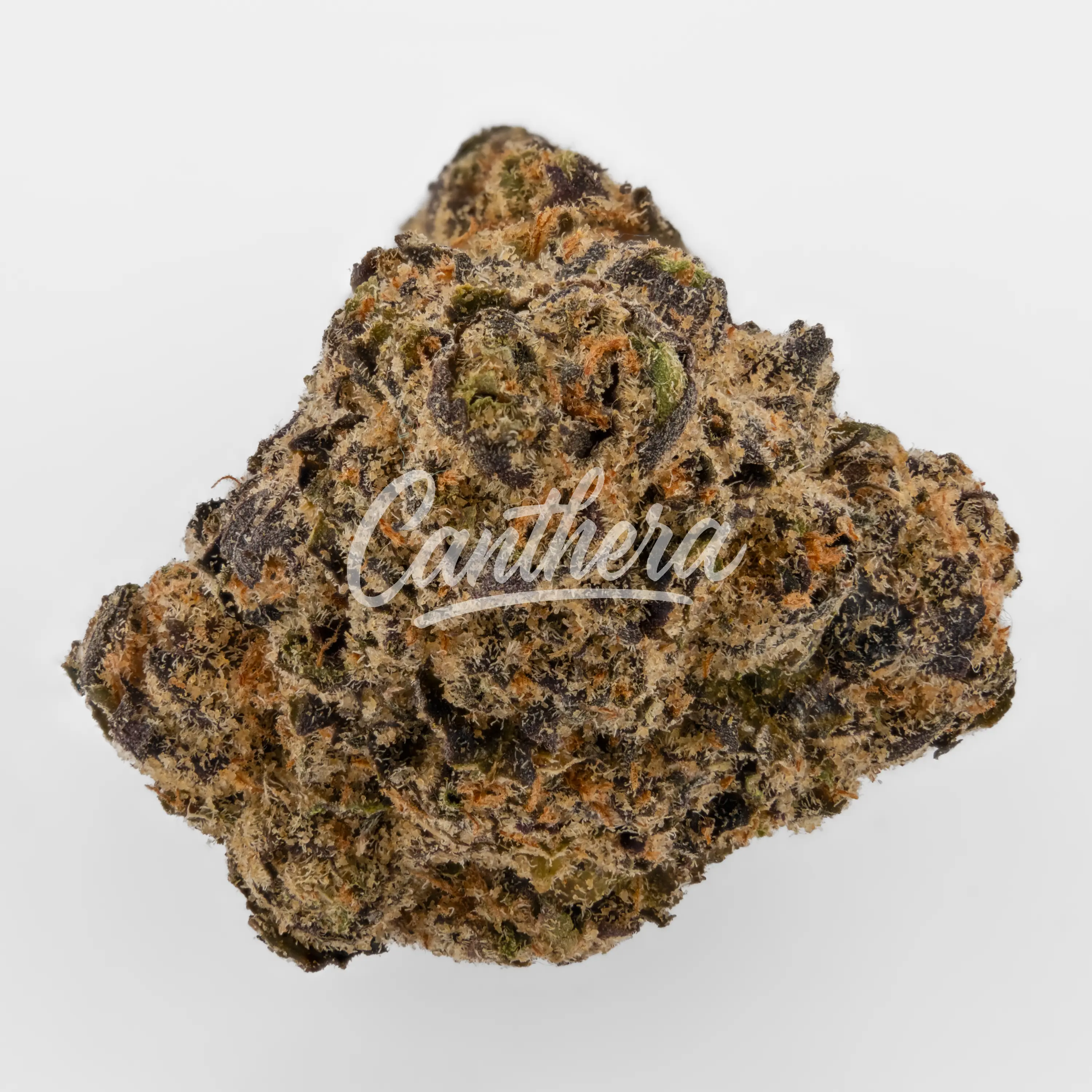 Vasco PR 21/1 - Pave Runtz Nahaufnahme einer medizinischen Cannabisblüte