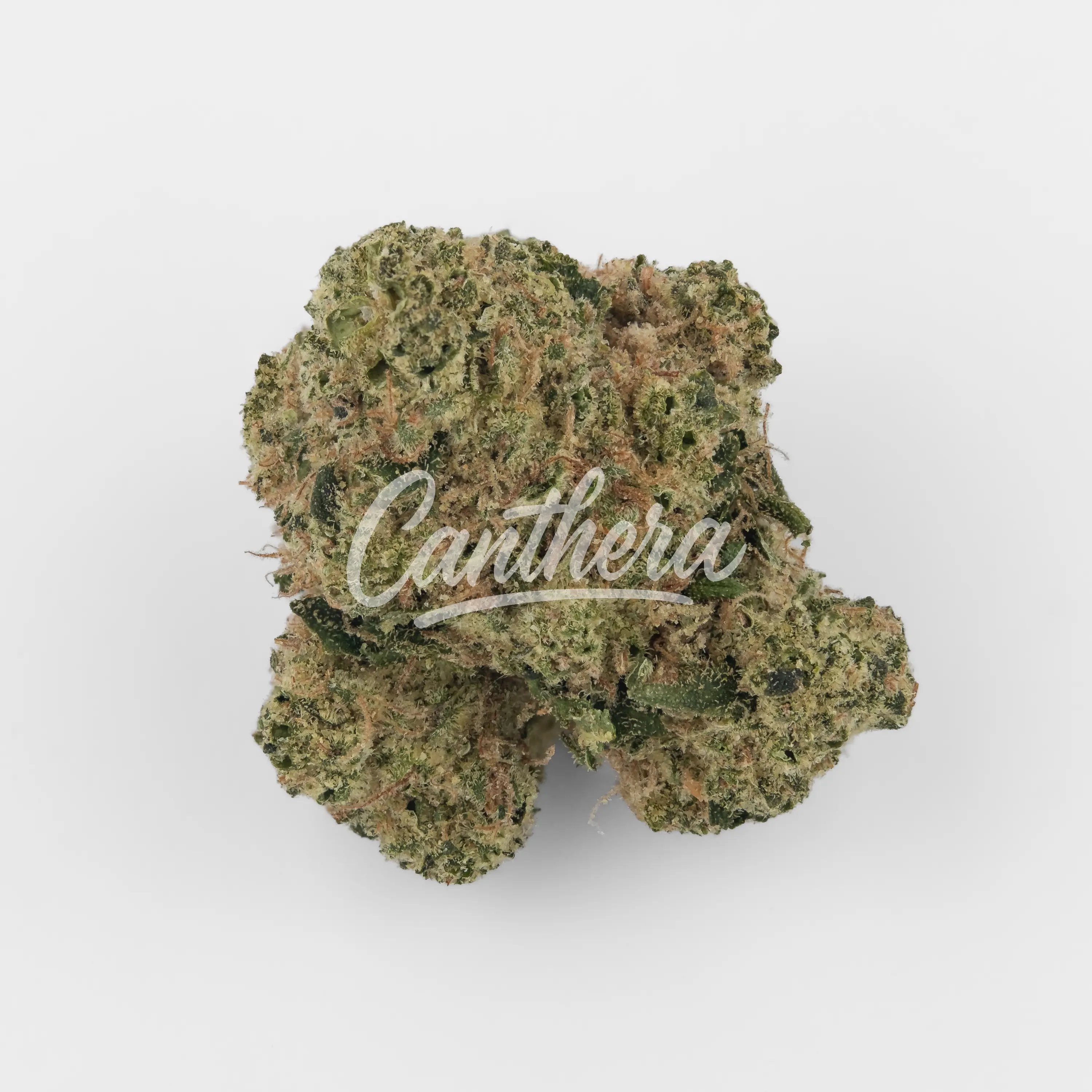 Pedanios 26/1 EHD-CA - Electric Honeydew Nahaufnahme einer medizinischen Cannabisblüte