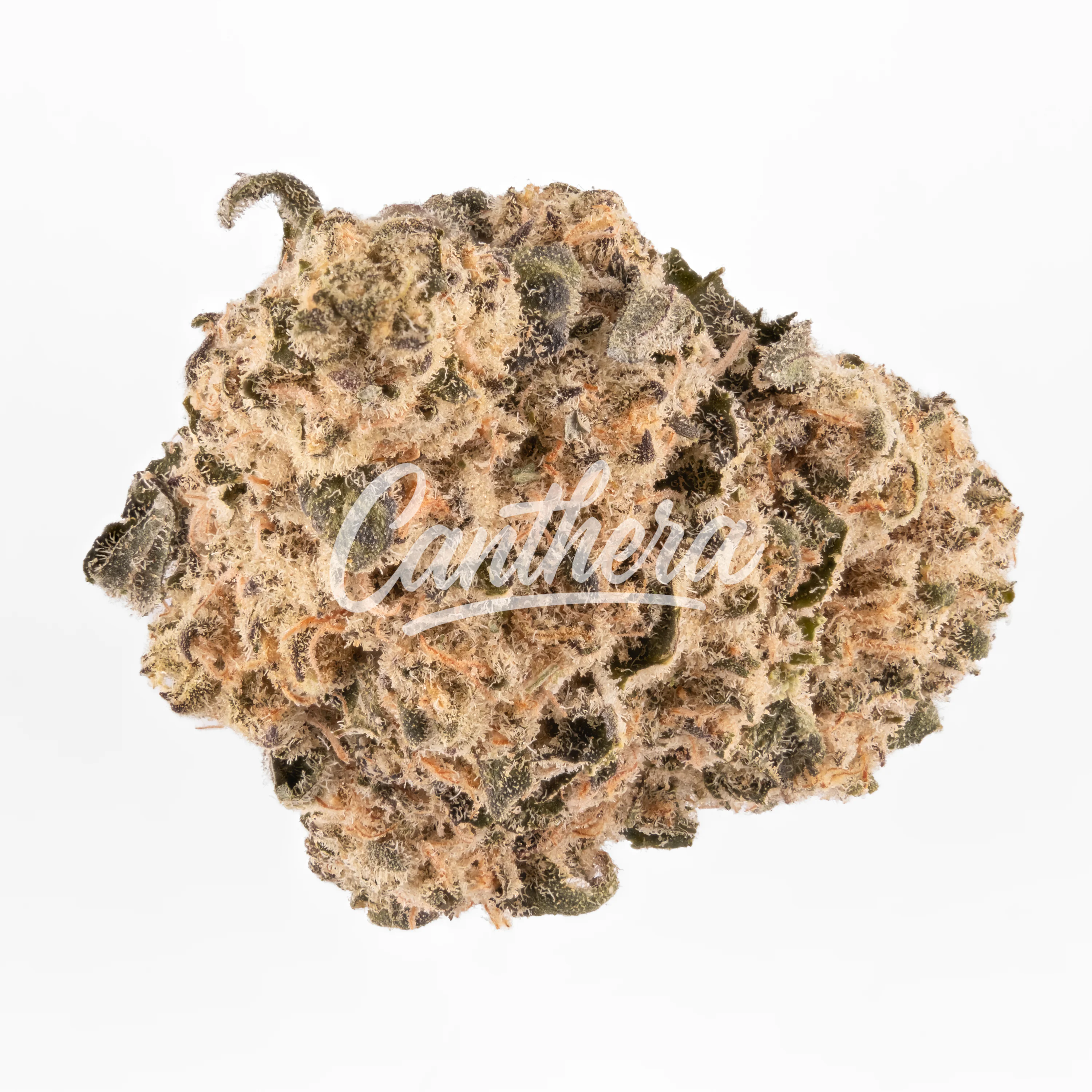 enua 22/1 BA CA Busy Animal enua 22/1 BA CA Busy Animal