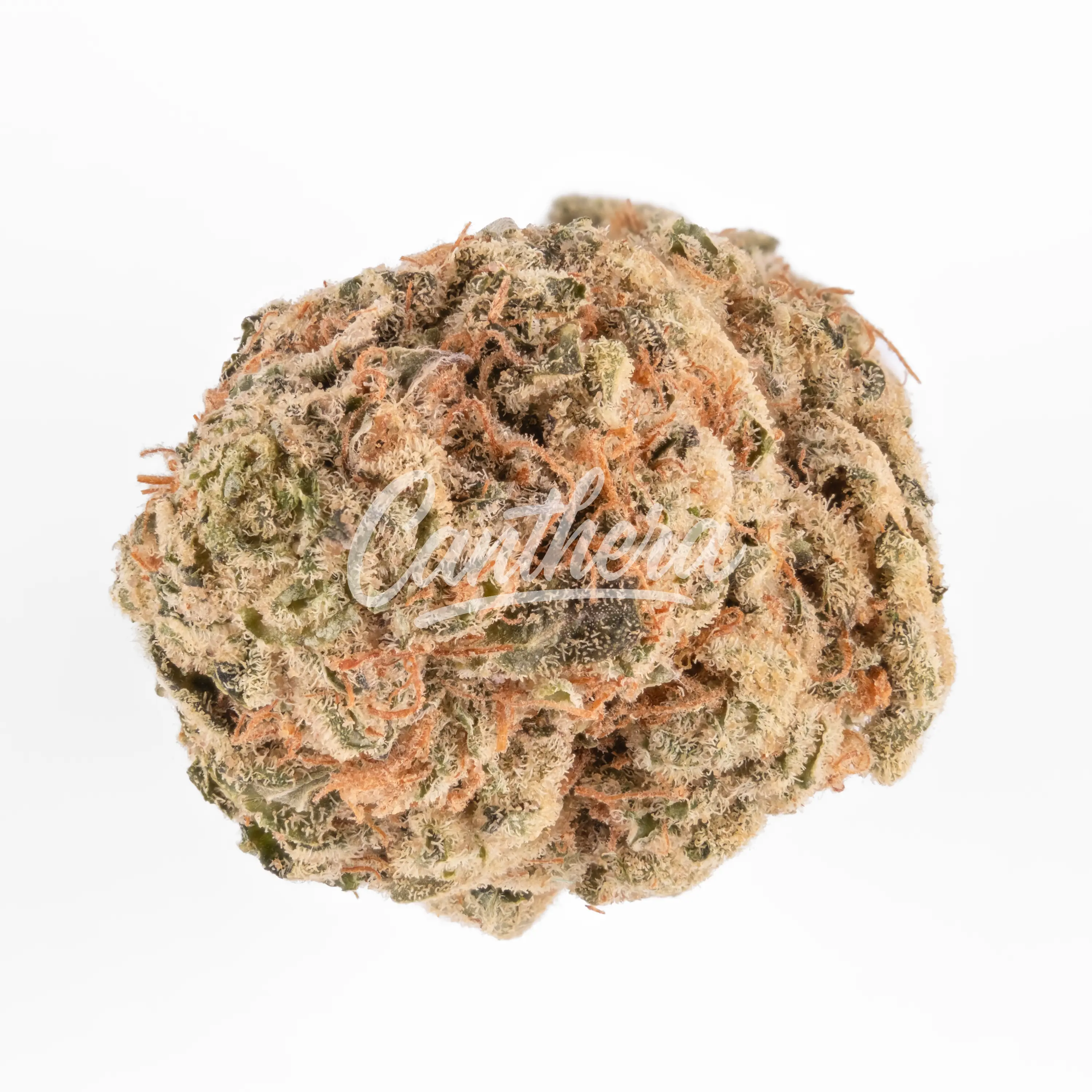 aleph silver 23/1 Purple Mac