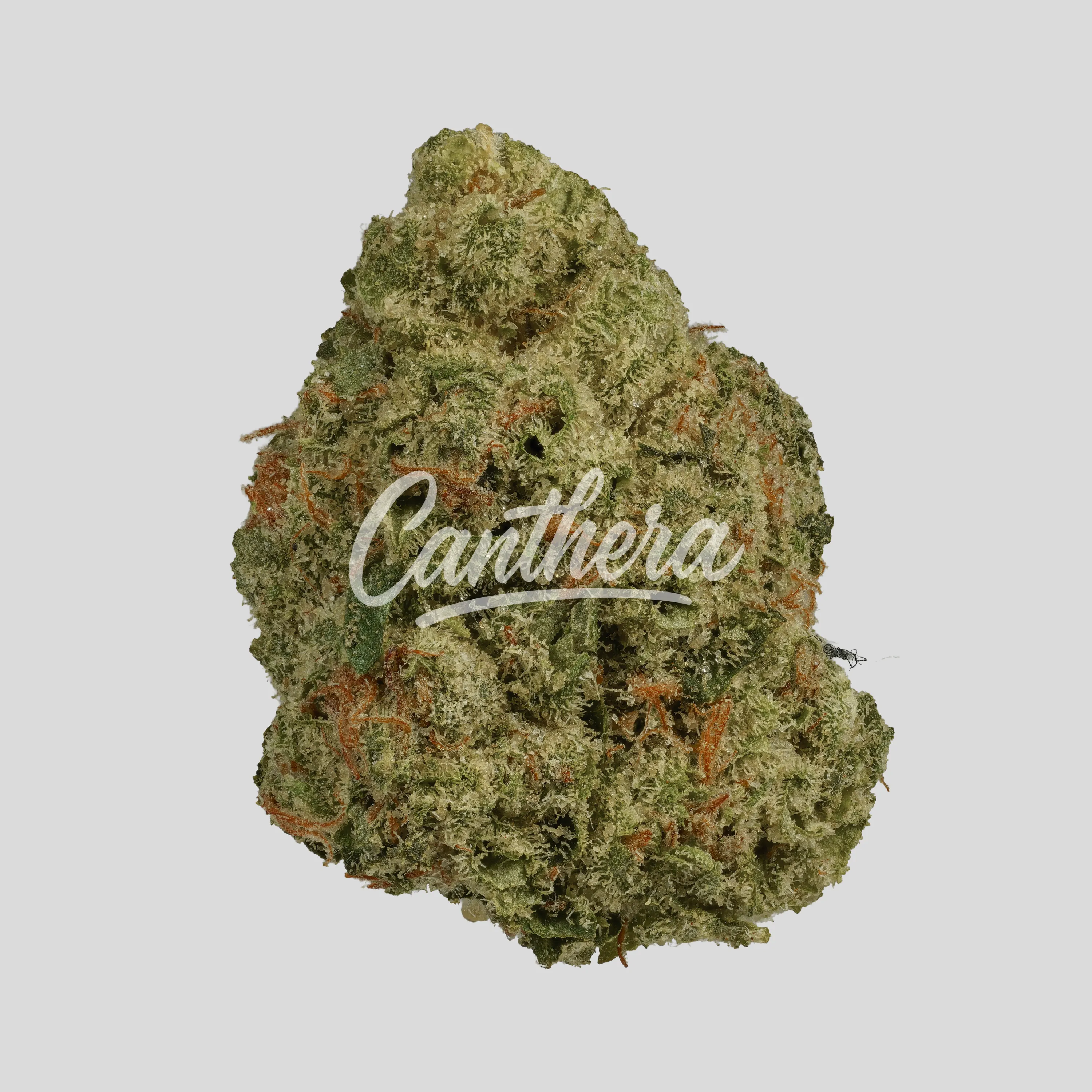 HiDealz 24/1 MS Honeydew Haze Smalls - Honeydew Haze HiDealz 24/1 MS Honeydew Haze Smalls - Honeydew Haze