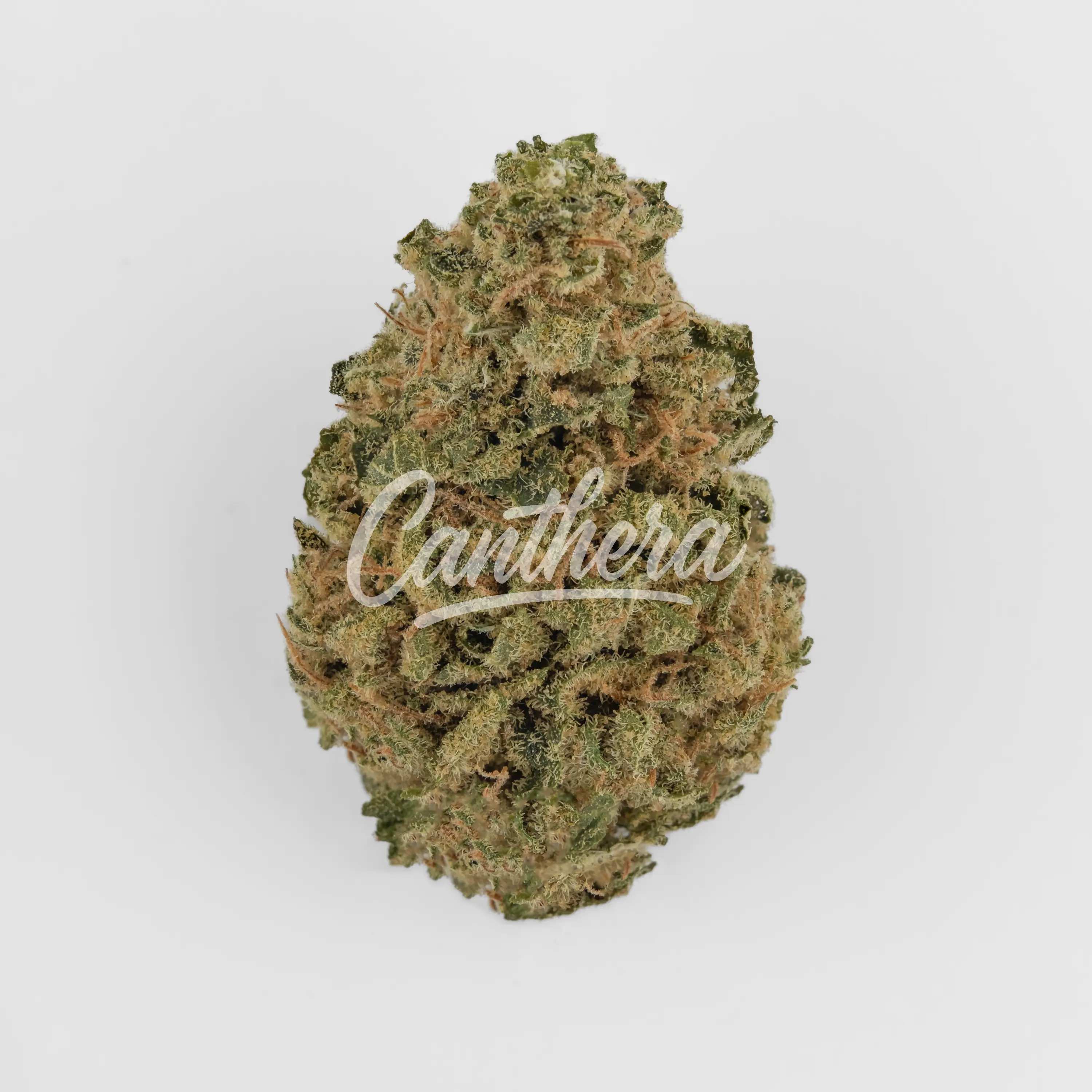 Nahaufnahme einer medizinischen Cannabisblüte