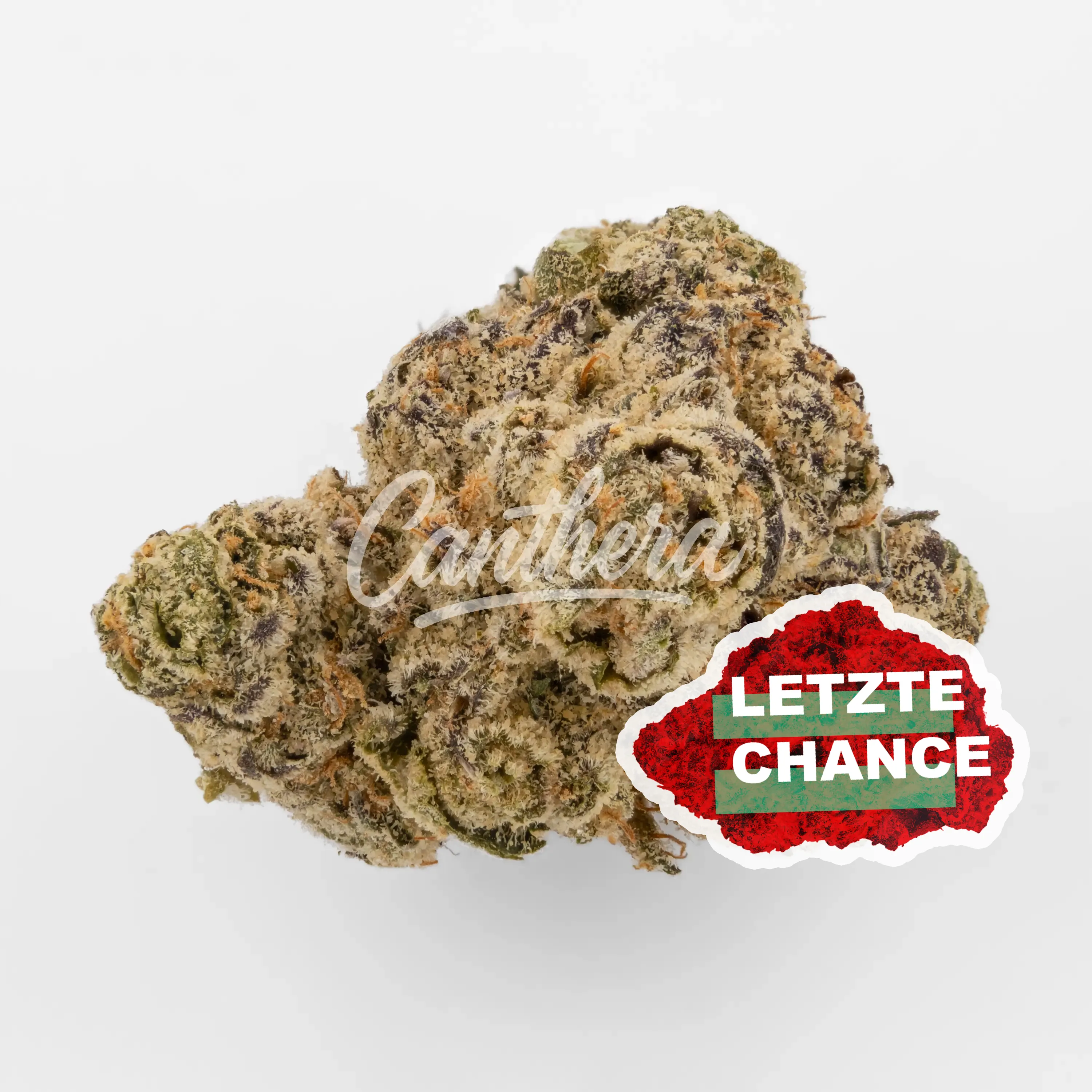 Green Karat PV PT - Pavé S1