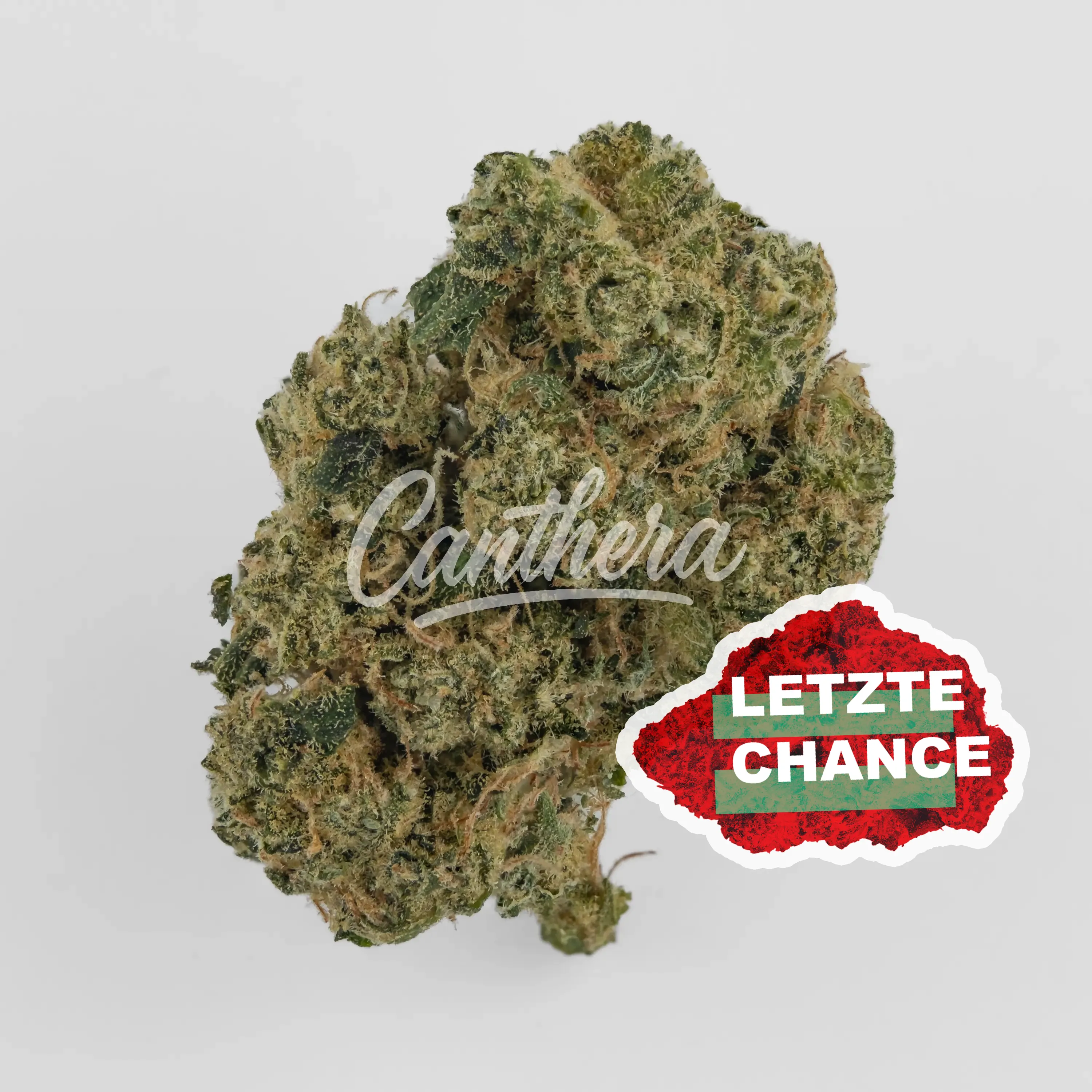 Pedanios 10/13 MBE-CA - Moon Berry