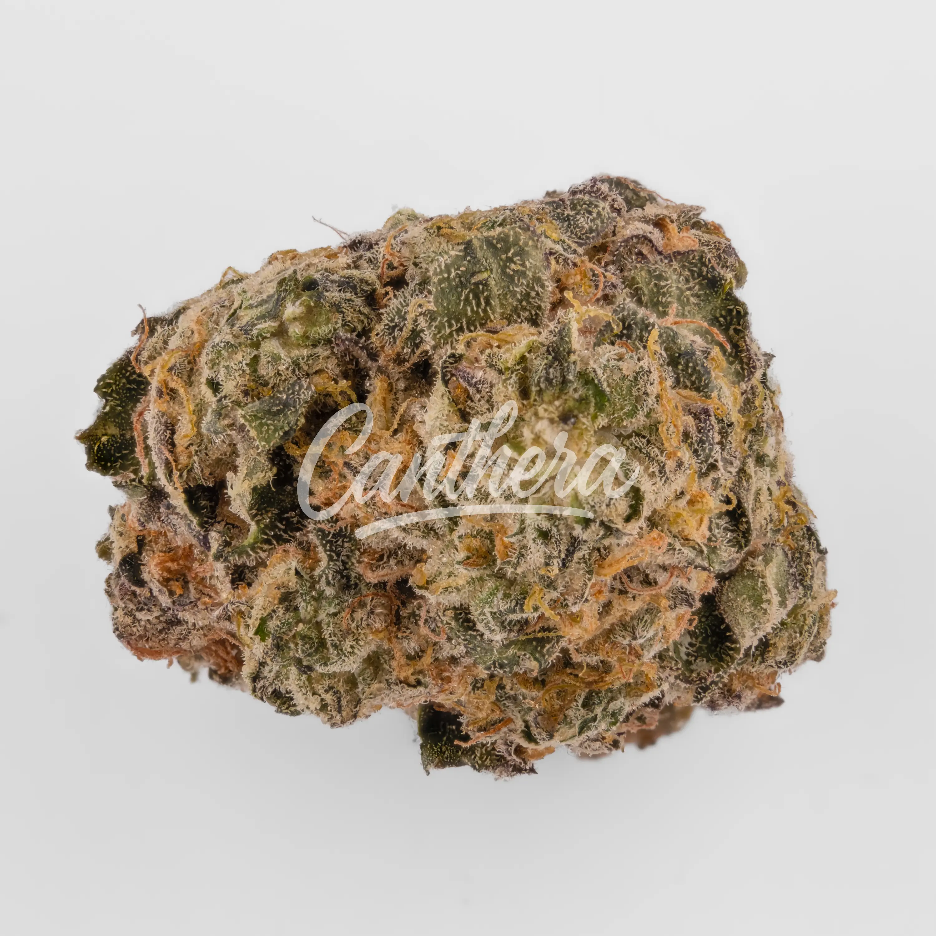 Demecan Core JM7 28/1 - Jelly Mints Nahaufnahme einer medizinischen Cannabisblüte