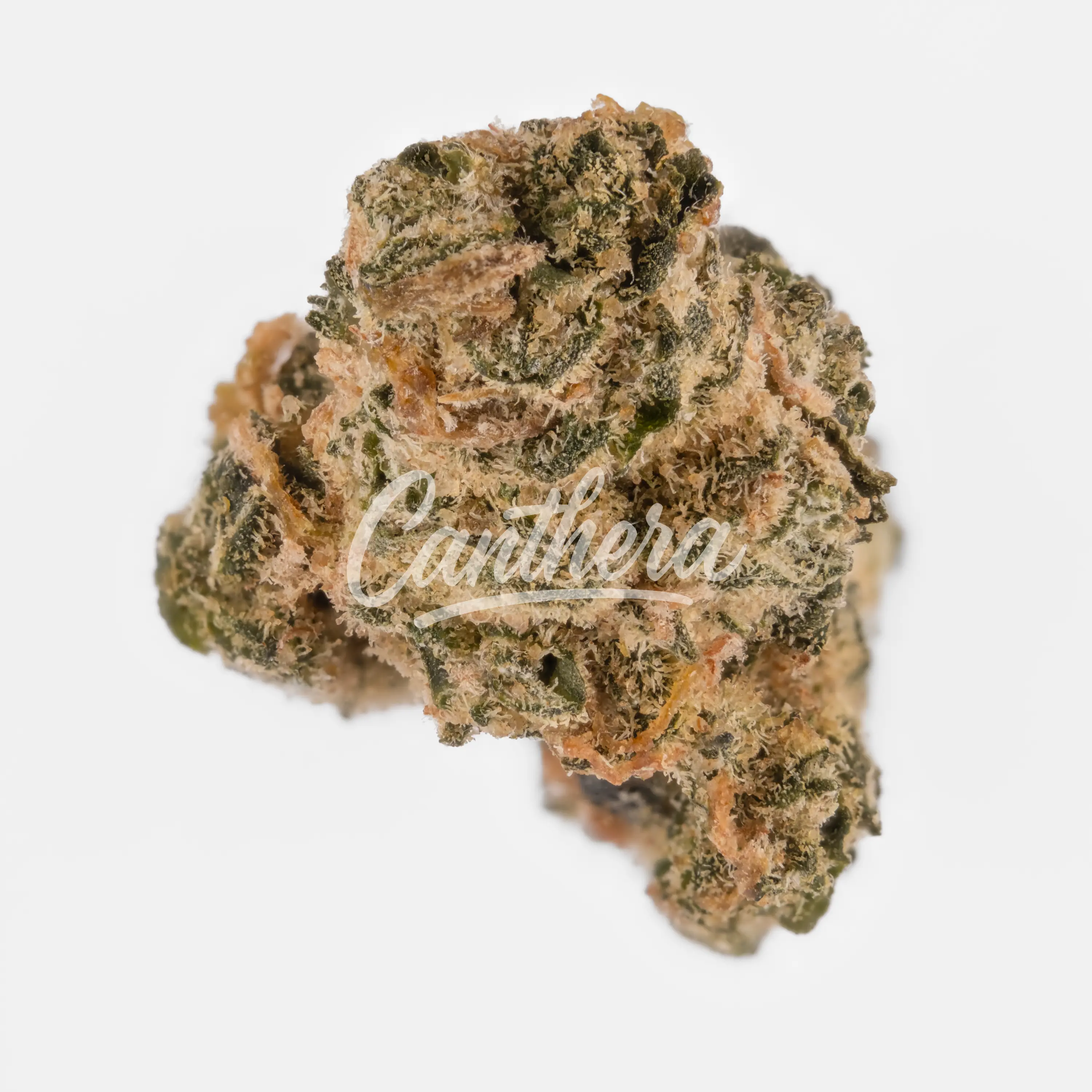 30/1 Amici UL - Ultra Limelight