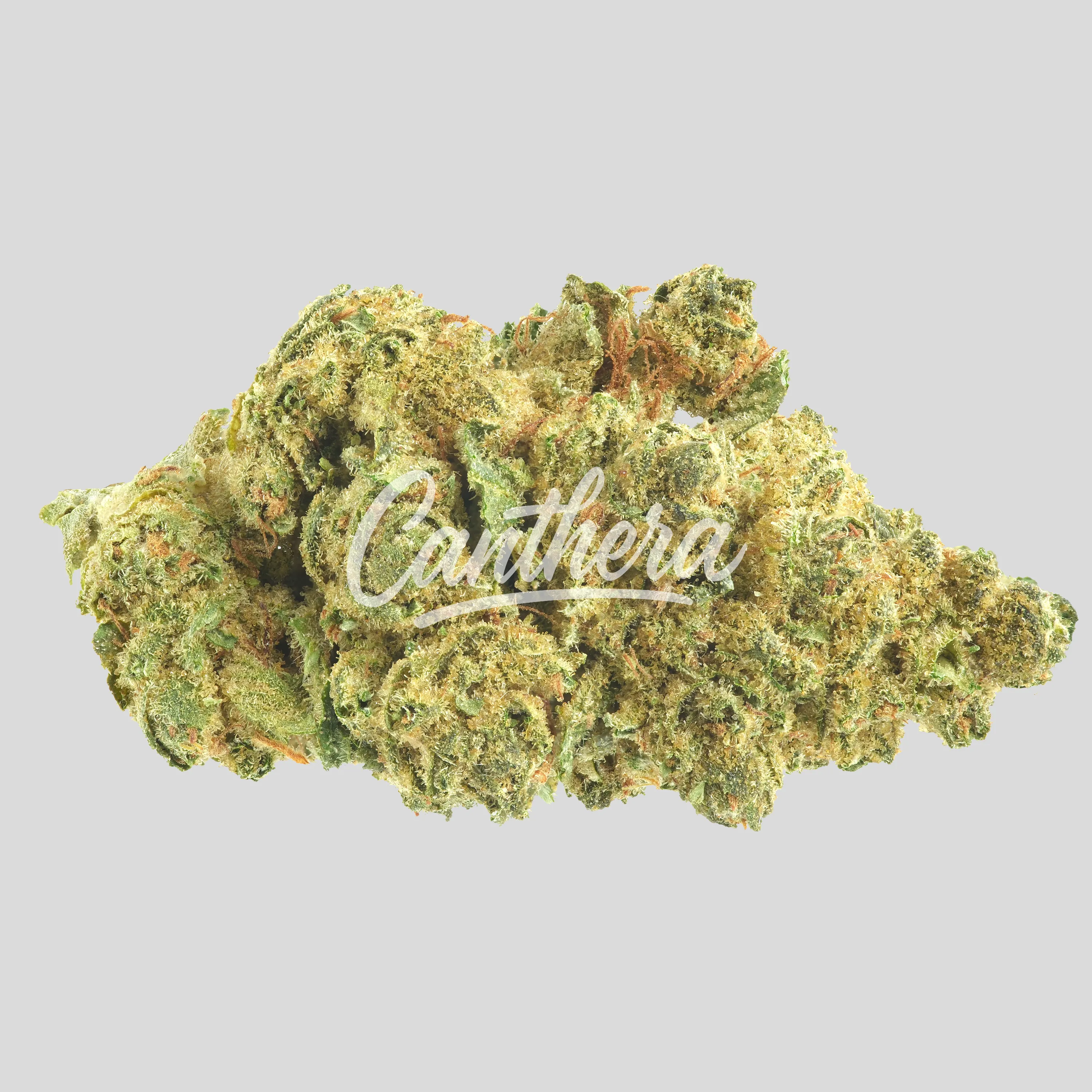 Weeco 26/1 - Big Purple Dragon