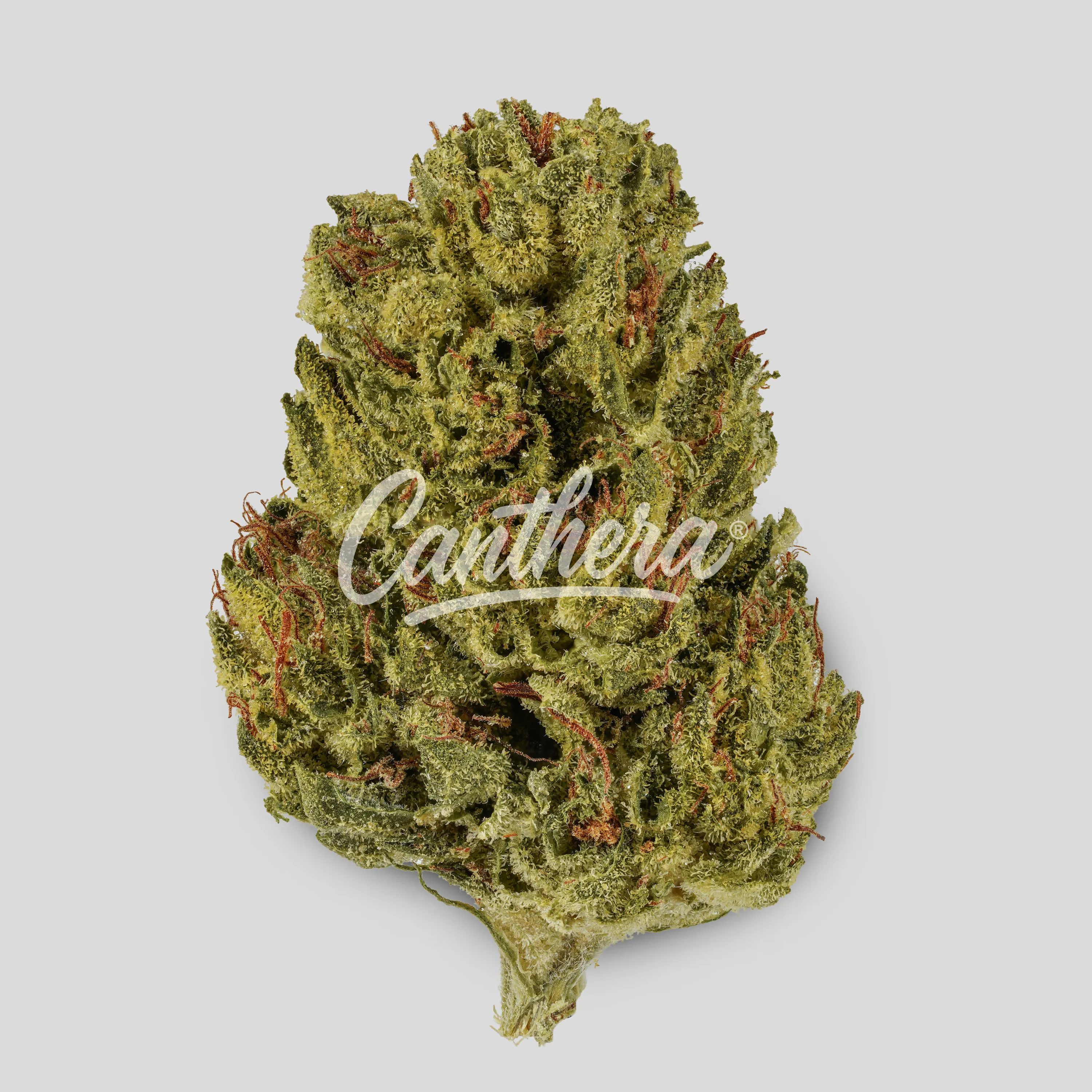 Luana 20/1 - OG Watermelon Luana 20/1 - OG Watermelon