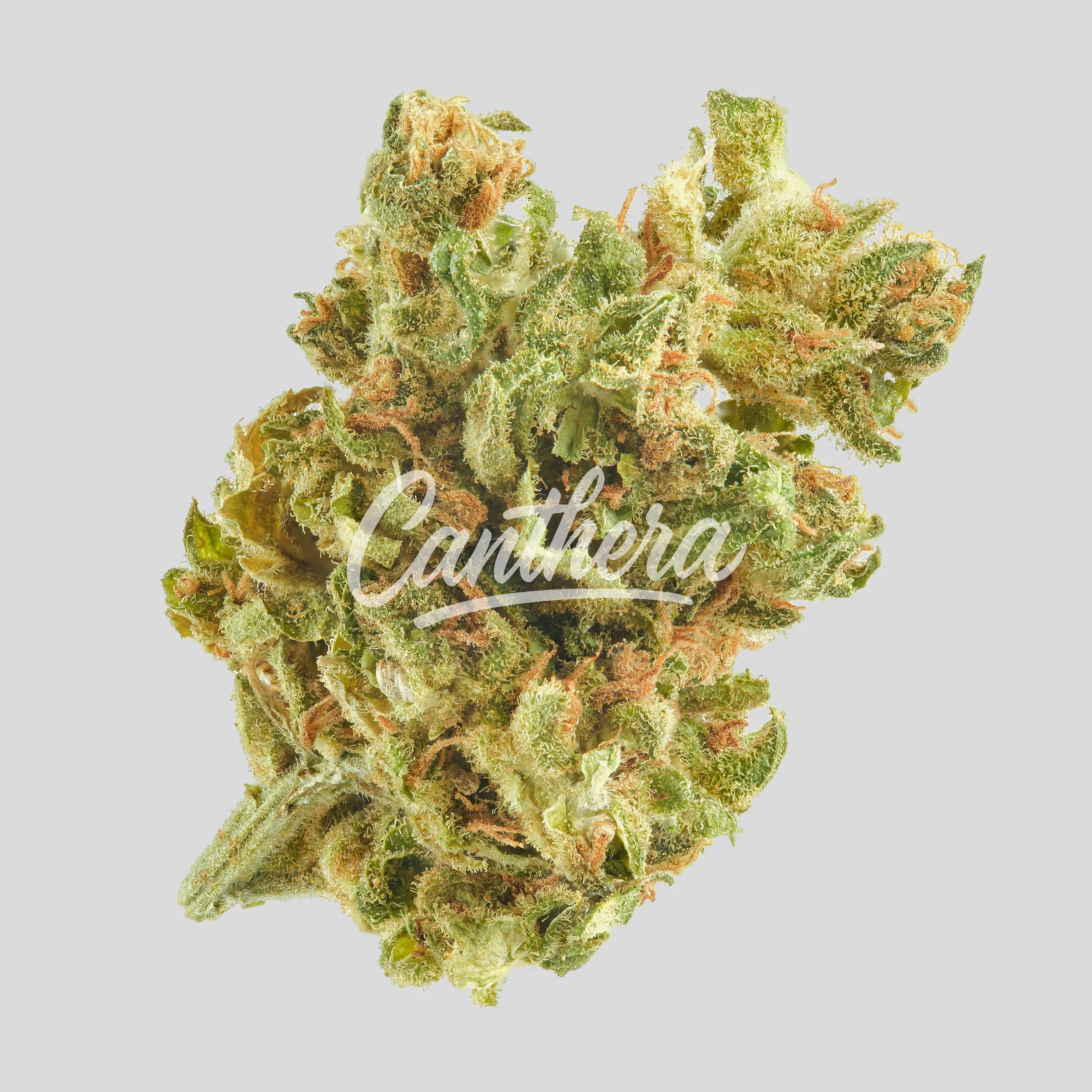 Remexian 15/1 LUX AMA - Amsterdam Amnesia Remexian 15/1 LUX AMA - Amsterdam Amnesia