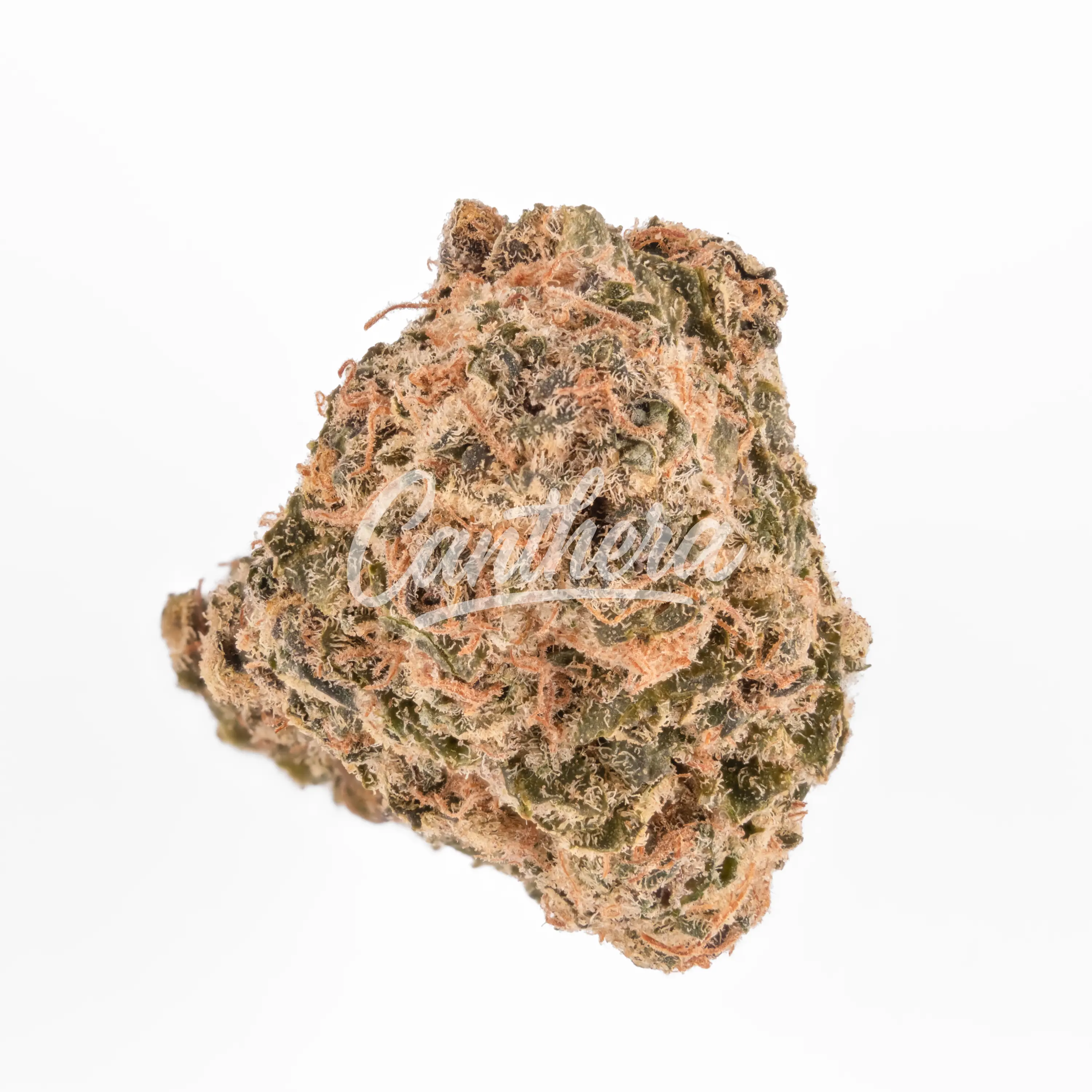 aleph rose 16/1 - Tropicana Cookies