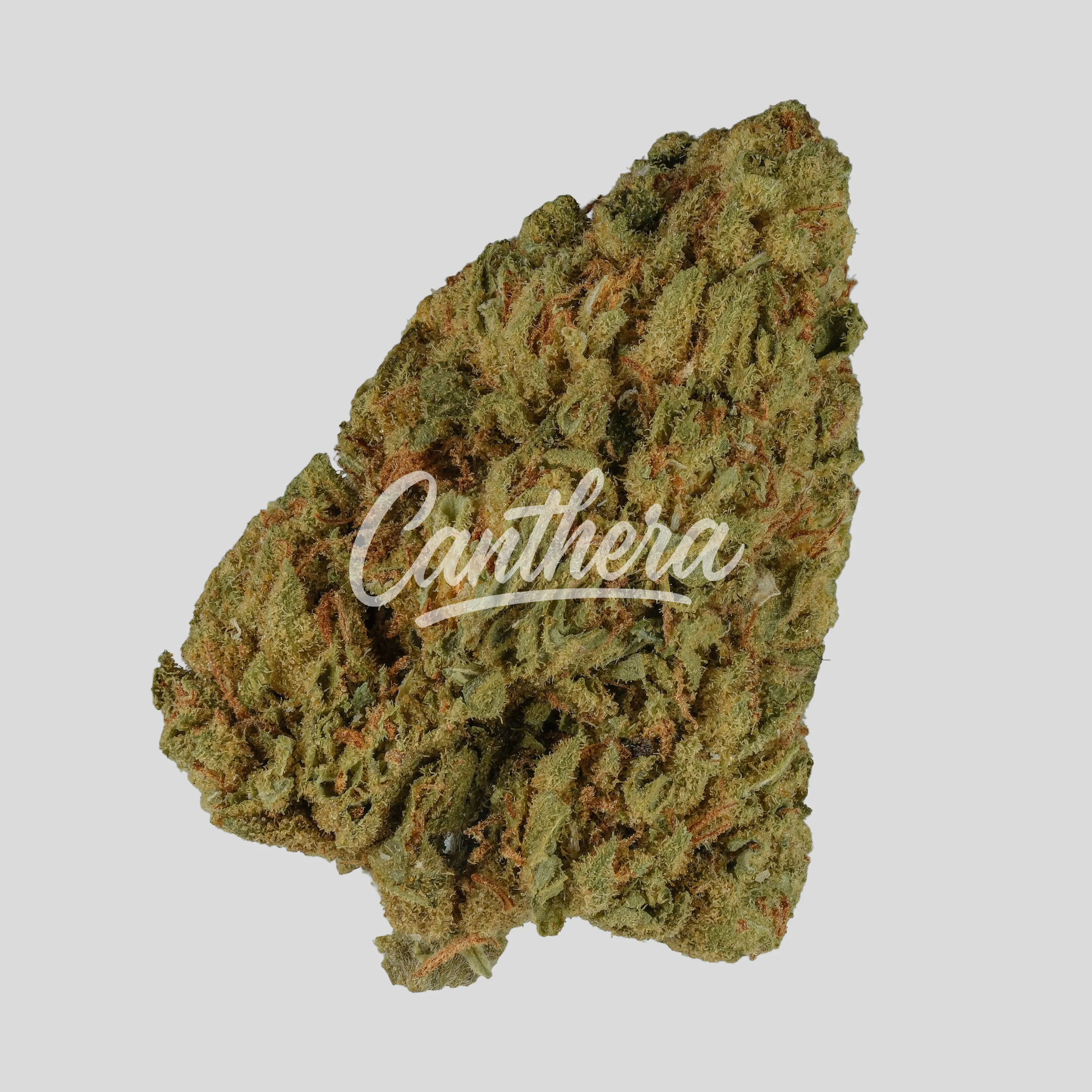 Cannovum stabil. JTK-COL 20 - Jack Attack