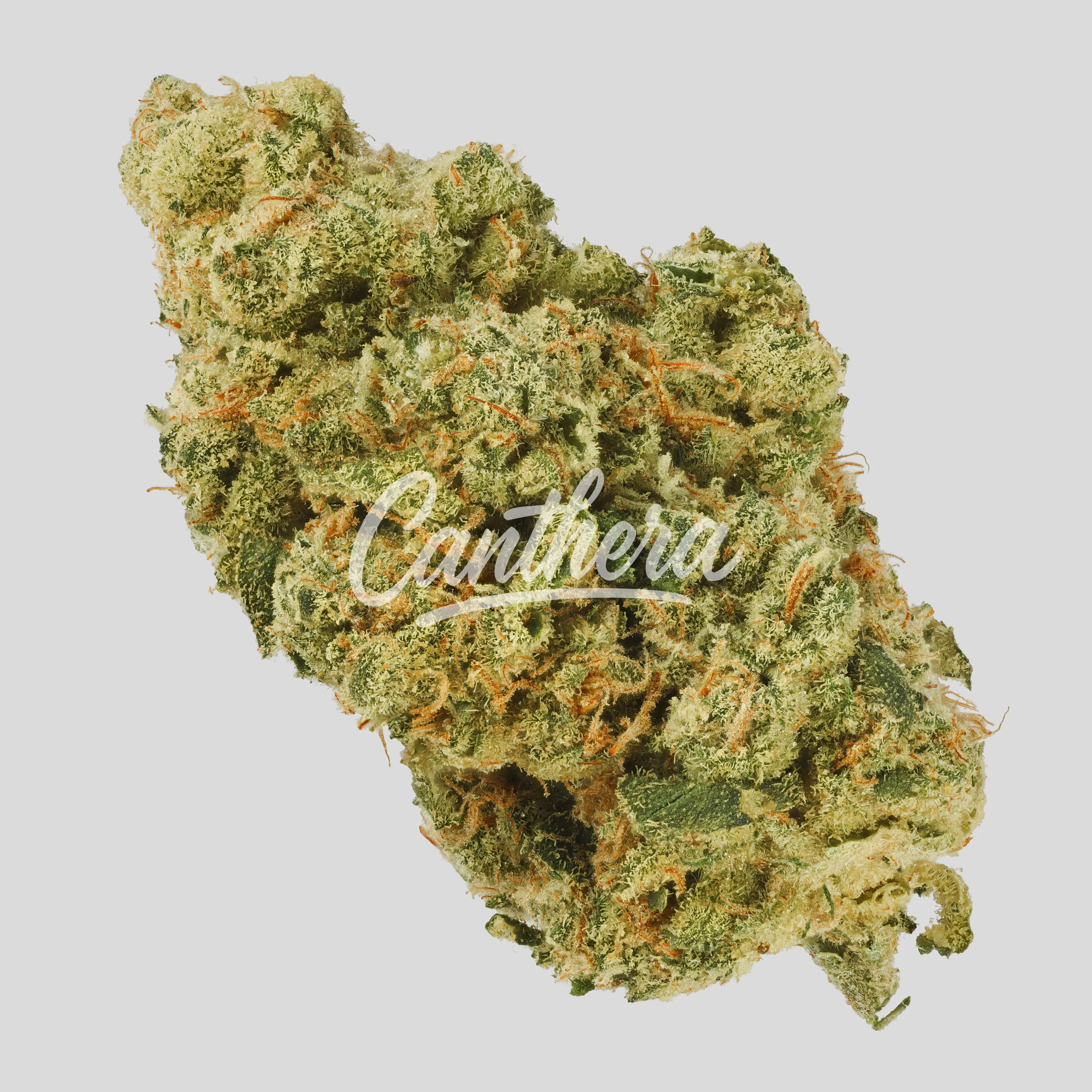 NICE 28/1 MS - Munson