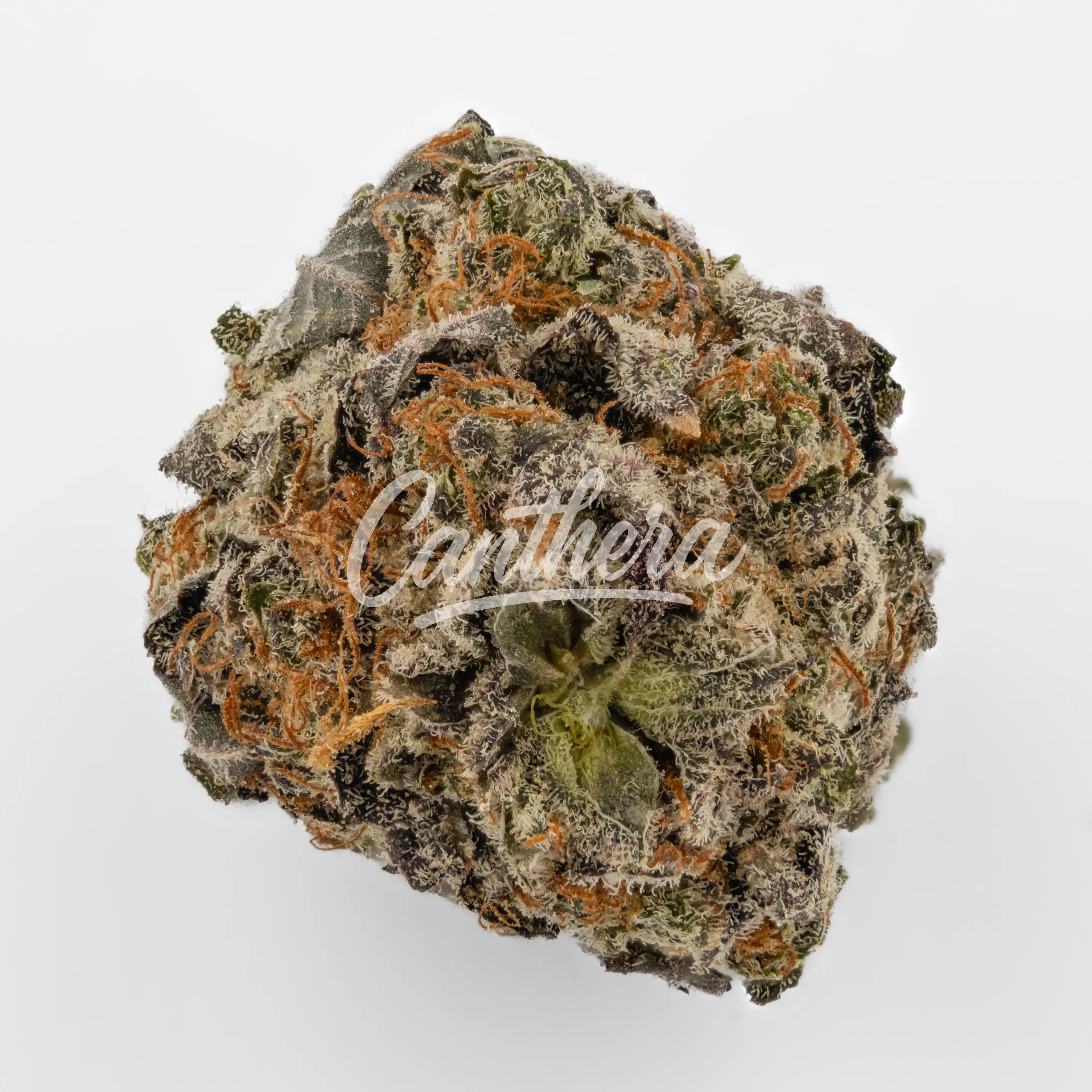 Remexian 20/1 HCC DBU - Donkey Butter Nahaufnahme einer medizinischen Cannabisblüte