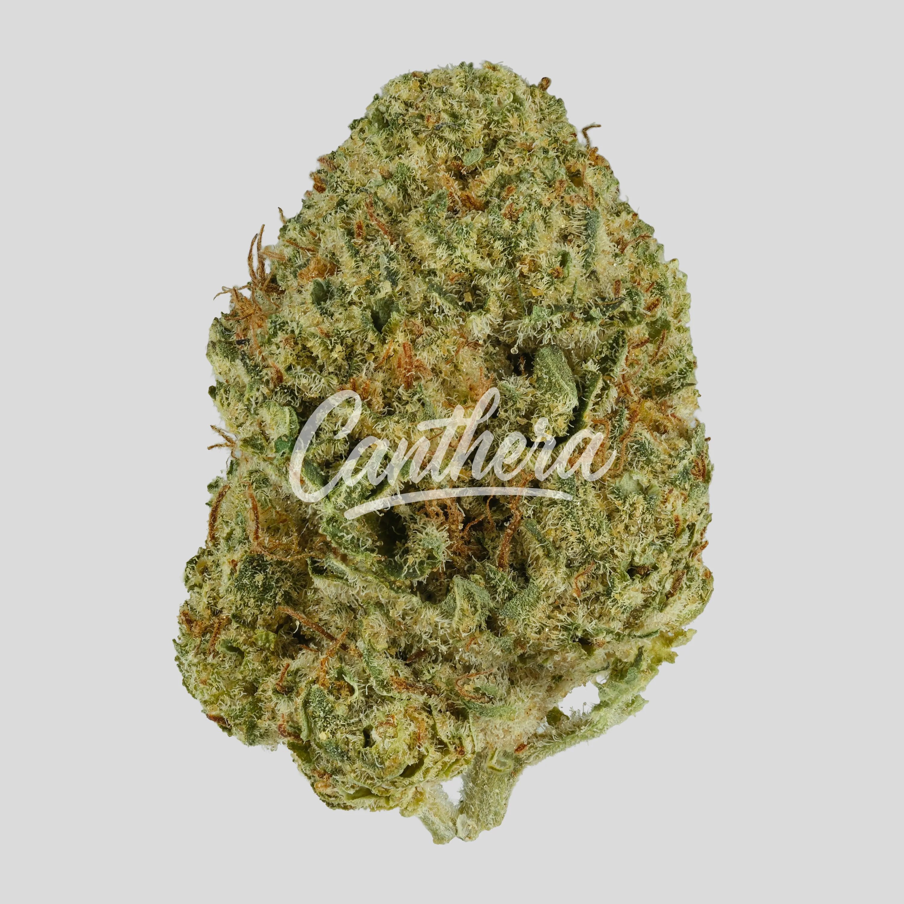 TRUU GT 27/01 - Skull Cap TRUU GT 27/01 - Skull Cap