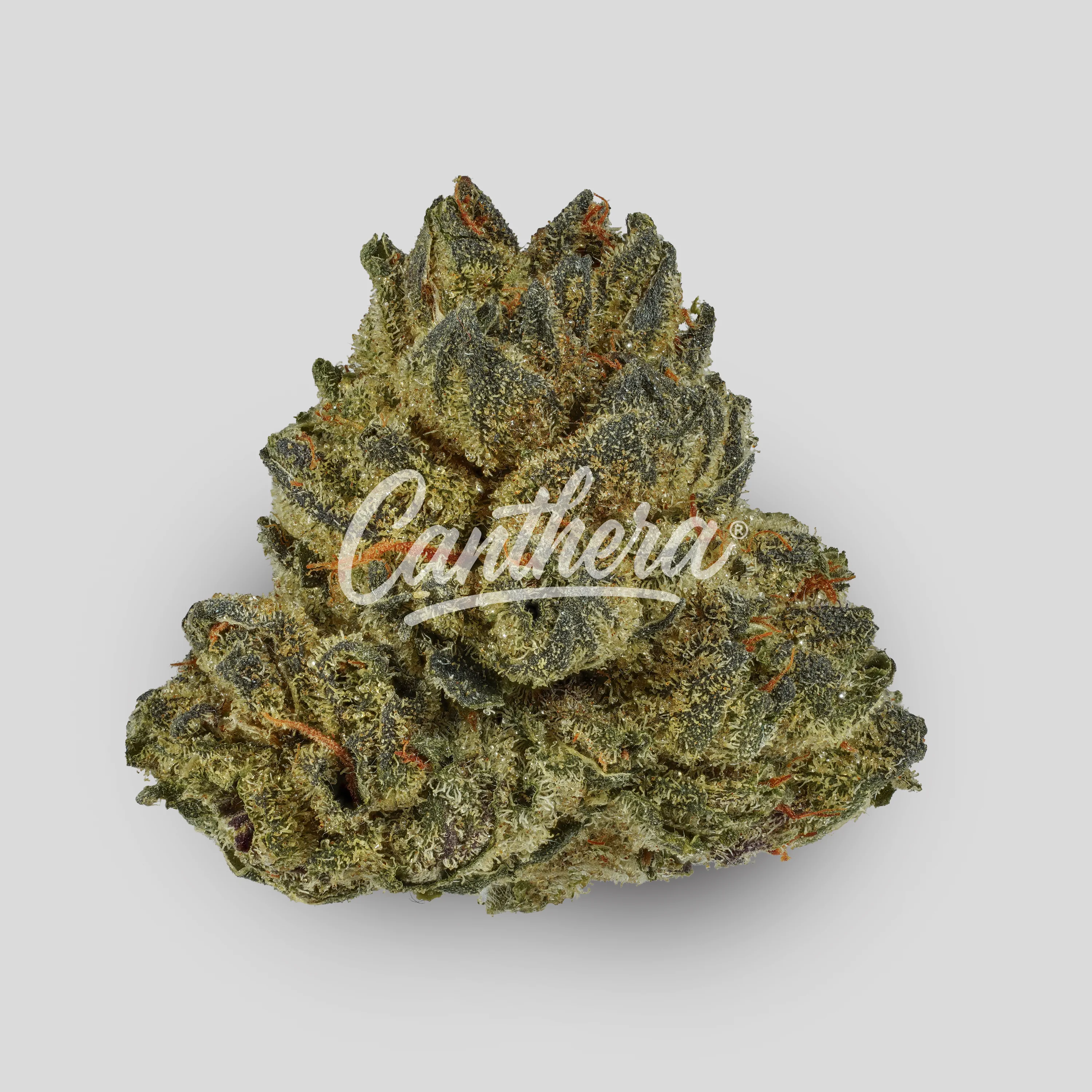 Pedanios 27/1 PND-CA - Pink Diesel