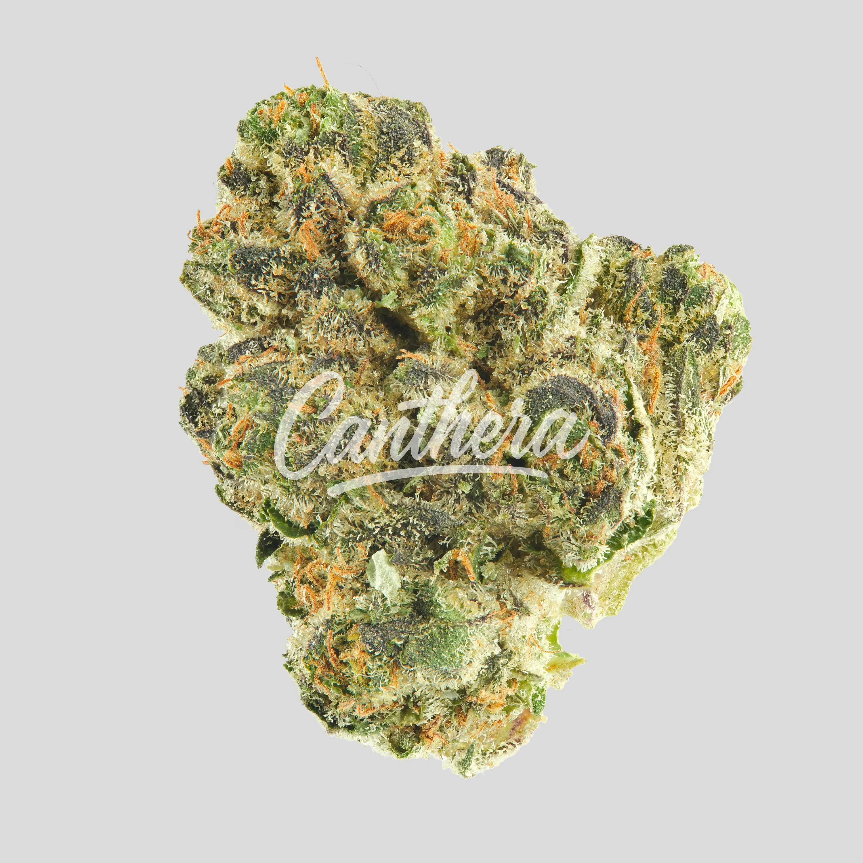 TRUU GT 22:01 - Crumbled Lime 27