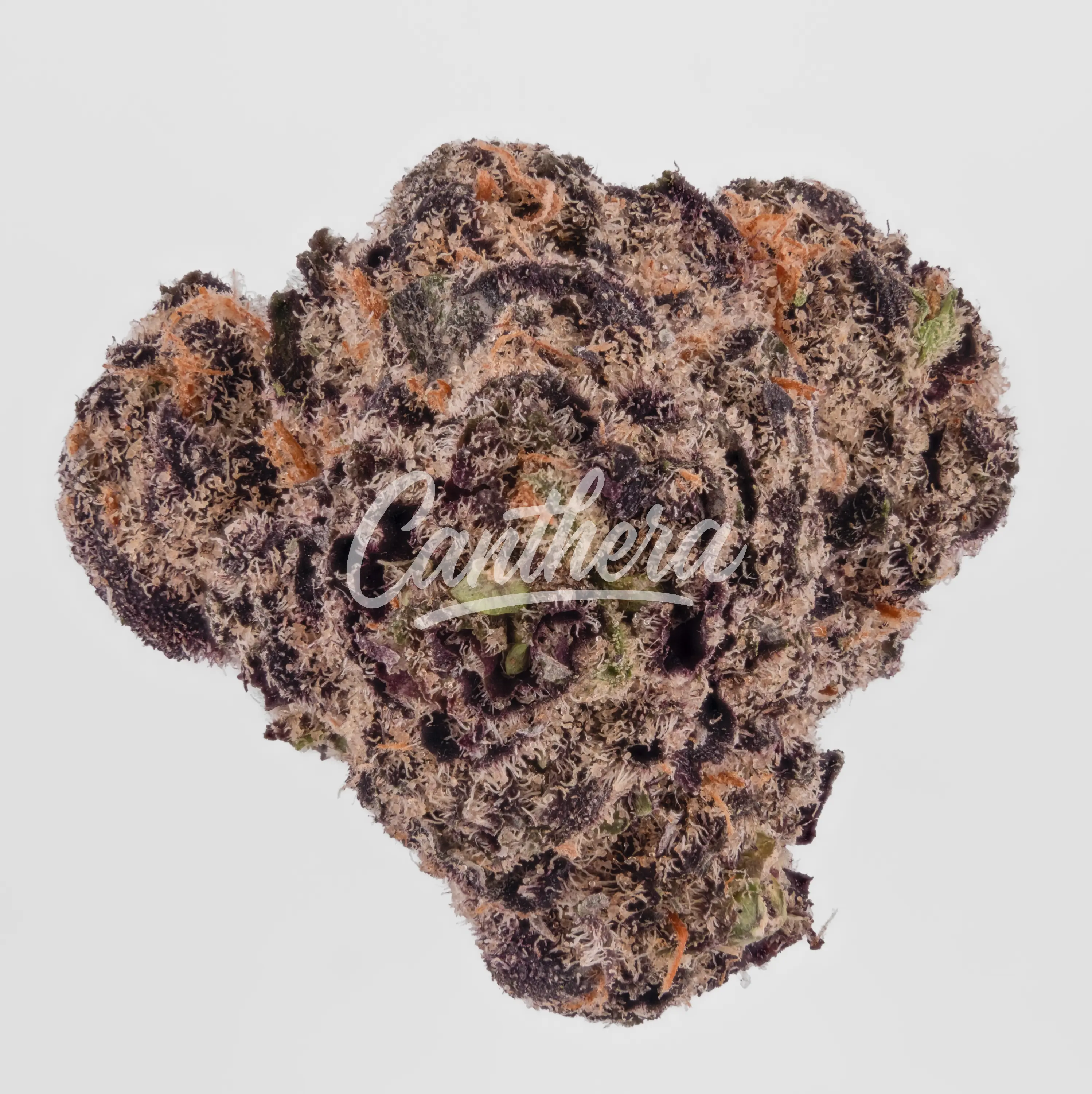 Nahaufnahme einer medizinischen Cannabisblüte