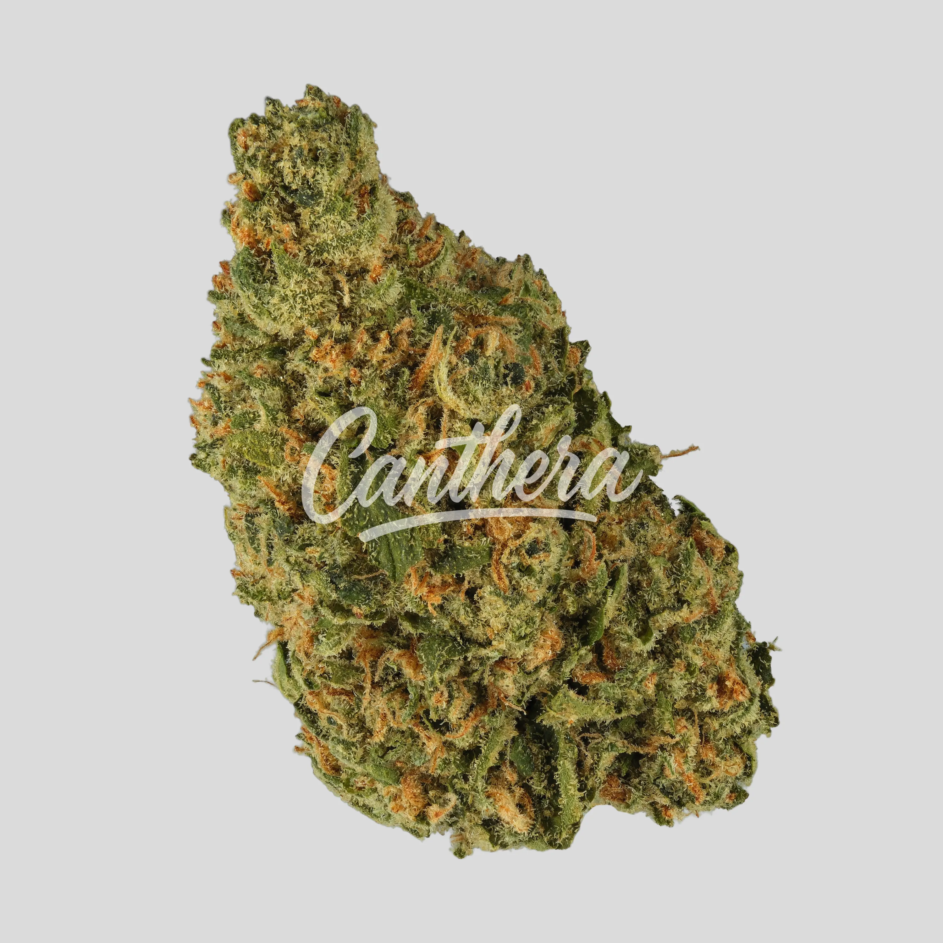 ZOIKS 22/1 TG - Tangrini