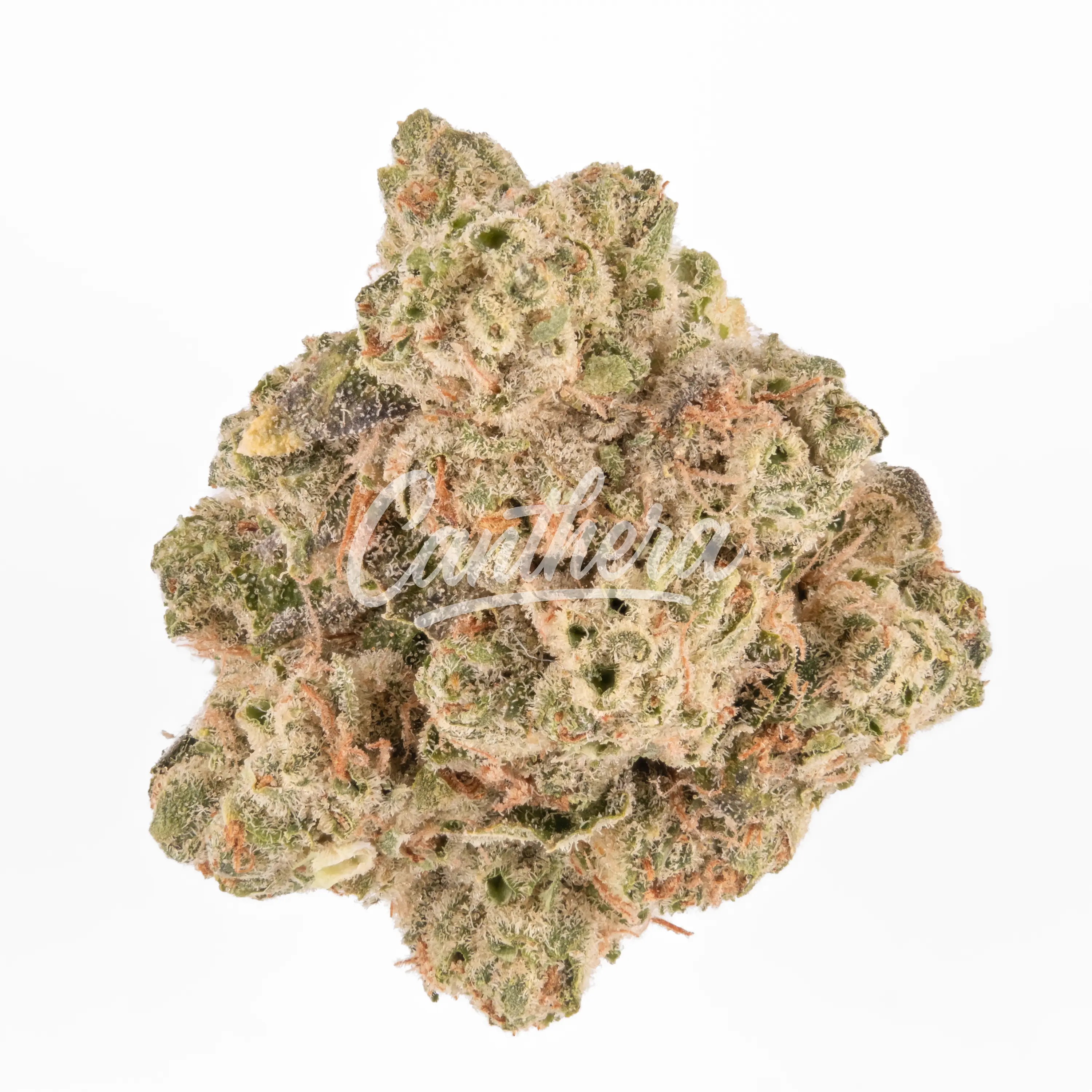 avaay Khalifa 28/1 KK Khalifa Kush