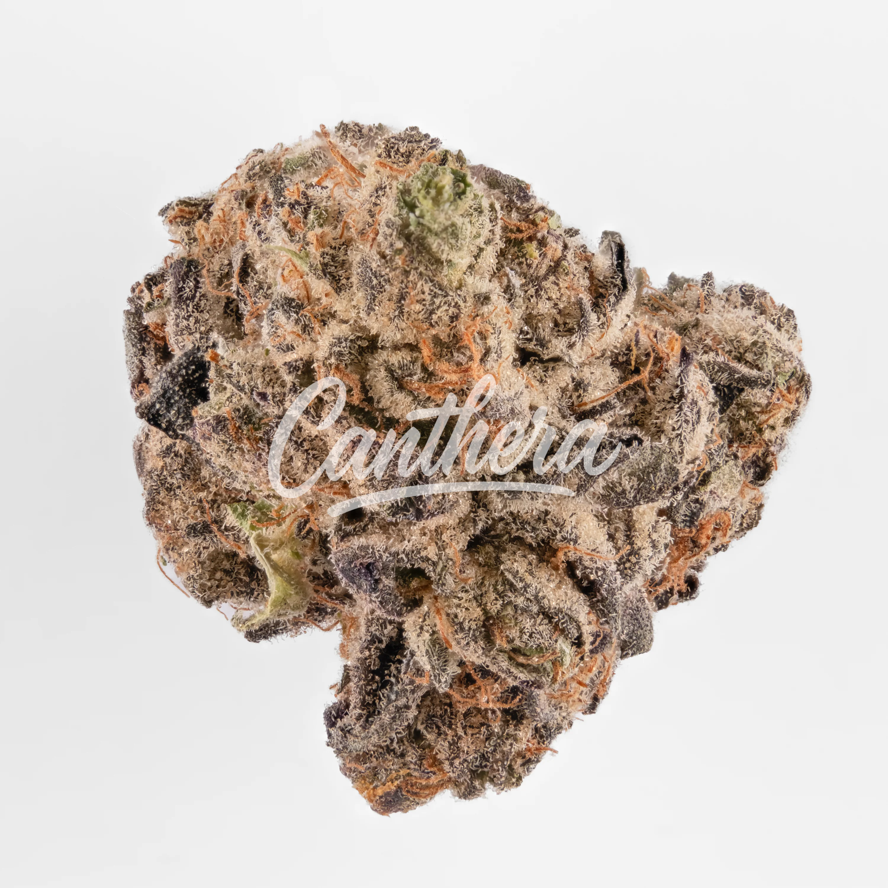 420 Evolution MFG 27/1 - Modified Grapes