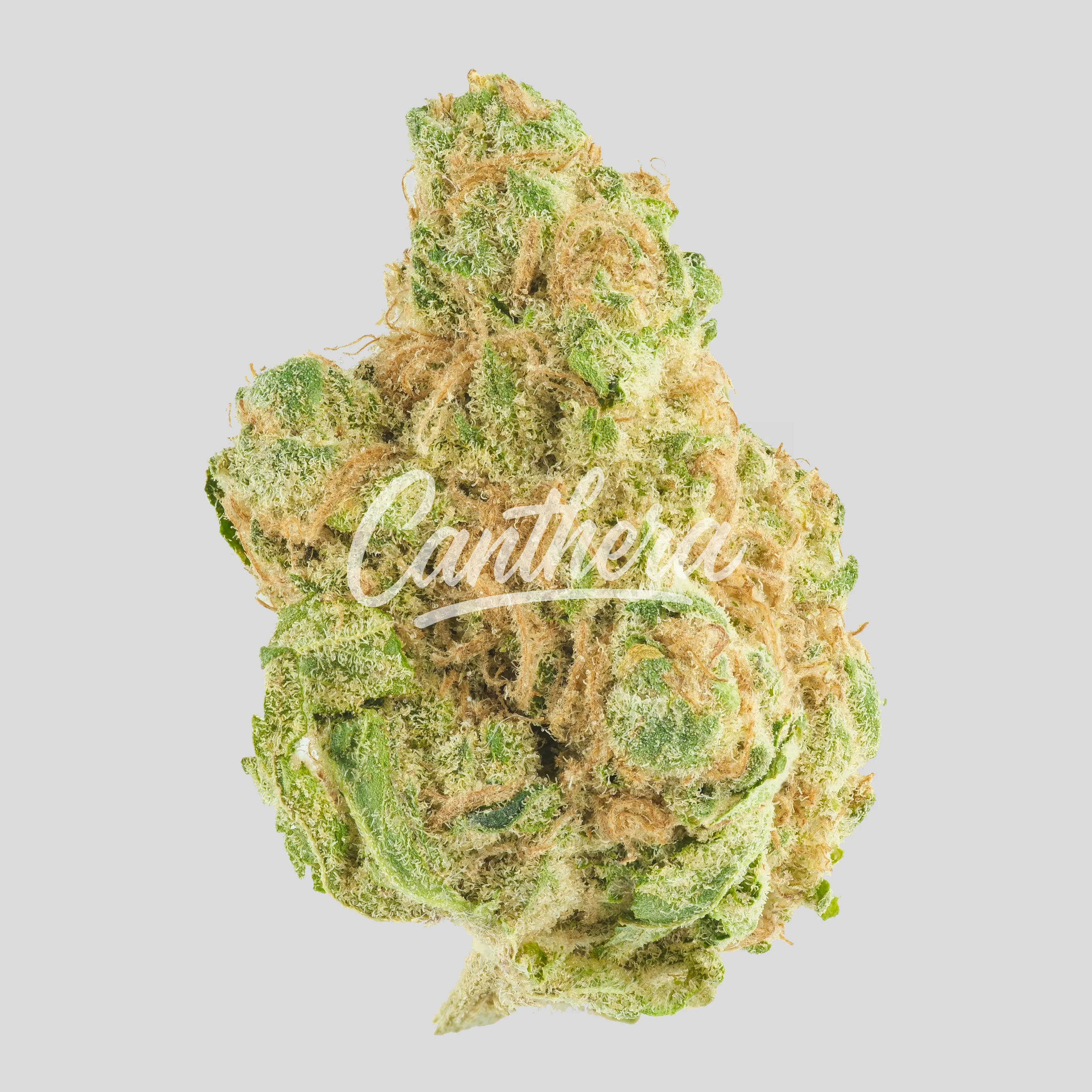 bava med 26/1 SOU-DI - Platinum Sour Diesel bava med 26/1 SOU-DI - Platinum Sour Diesel