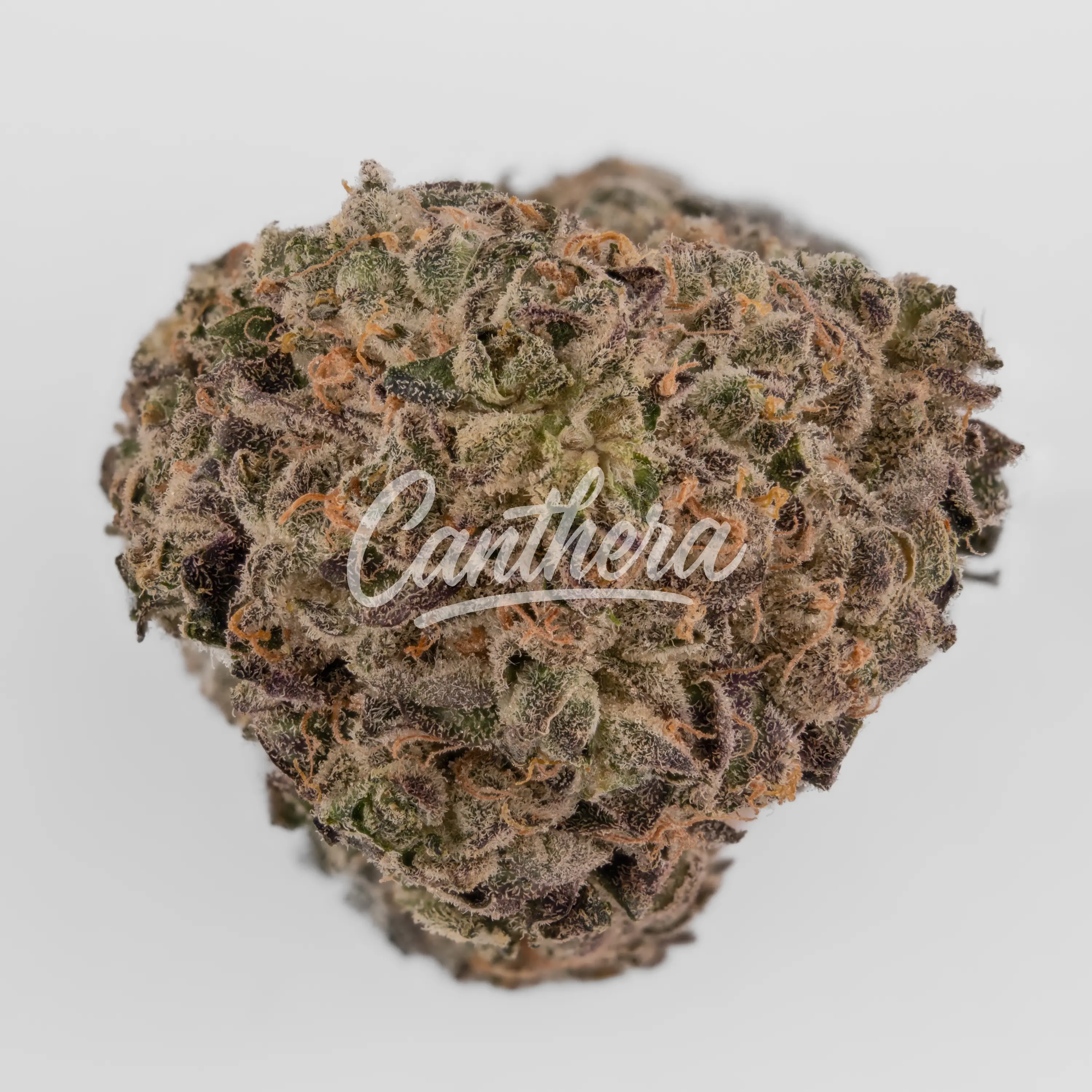 Nahaufnahme einer medizinischen Cannabisblüte