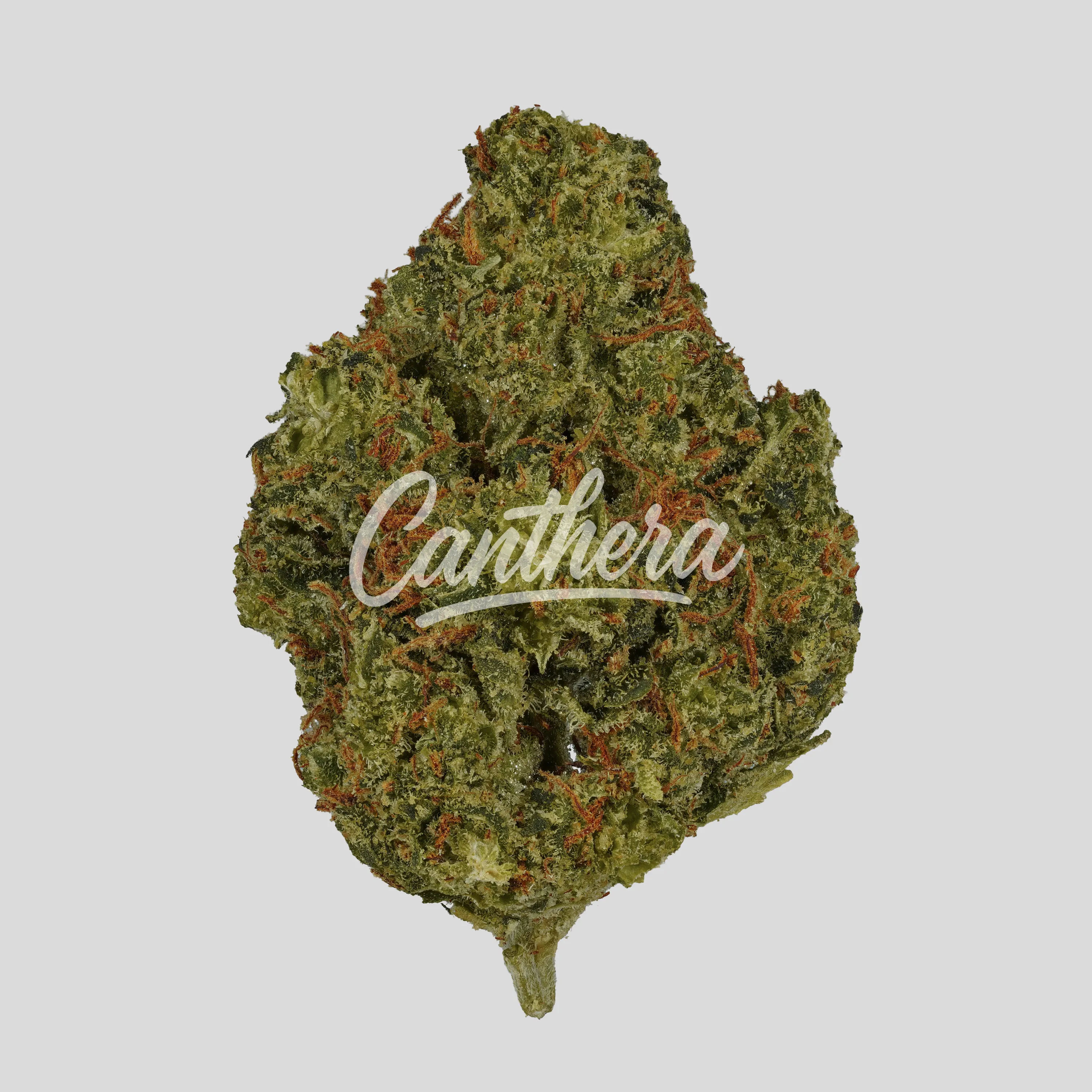 Canopy 25/1 Red No. 4 - Afghan Kush Canopy 25/1 Red No. 4 - Afghan Kush
